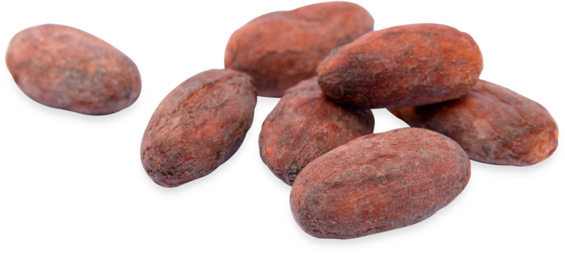 Whole Cacao Beans Isolated PNG