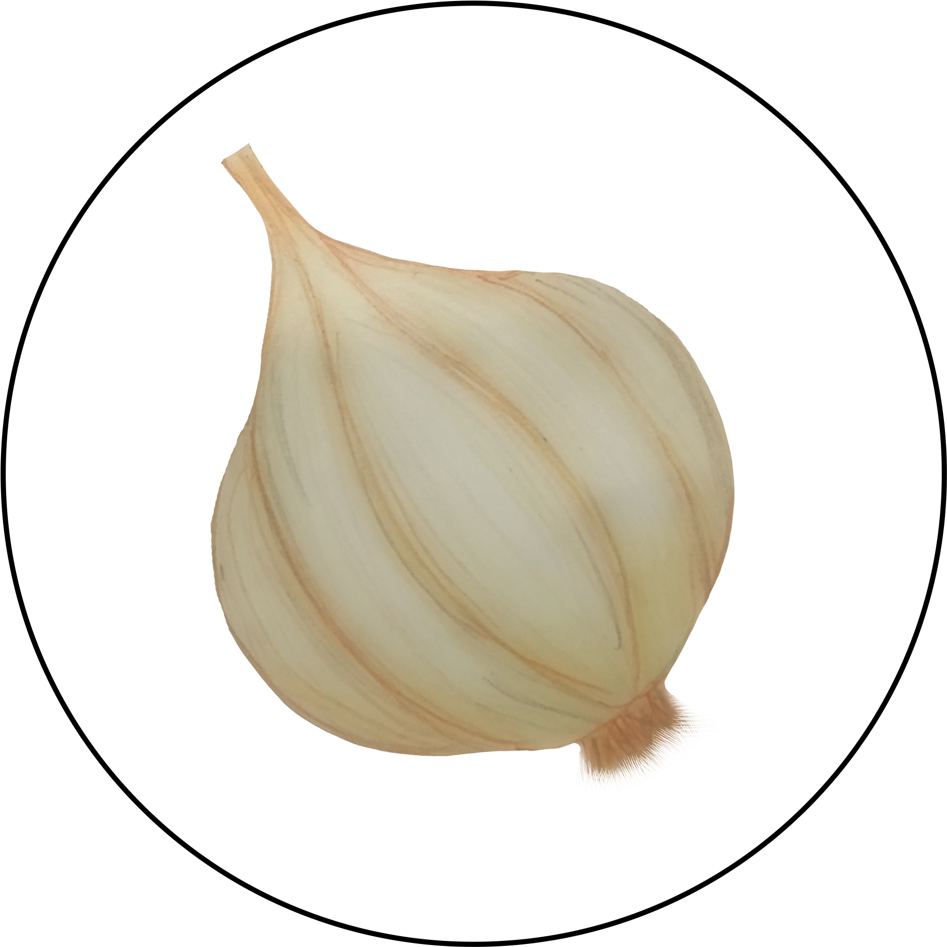Whole Garlic Illustration.png PNG