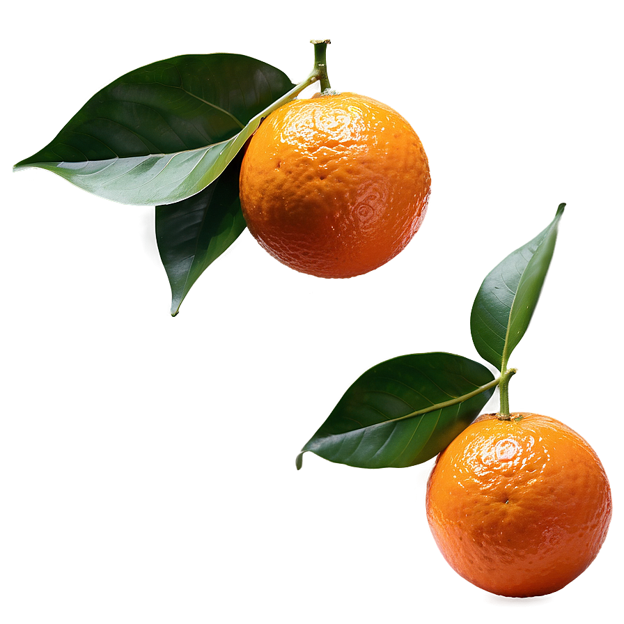Whole Orange With Leaf Png 28 PNG