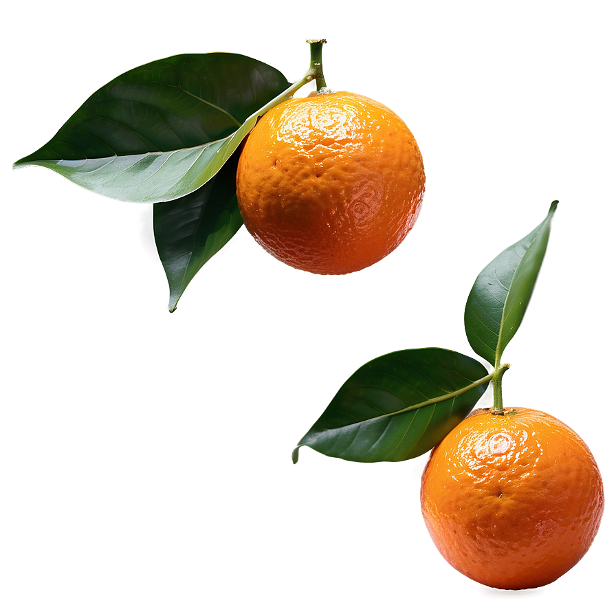 Download Whole Orange With Leaf Png 28 | Wallpapers.com