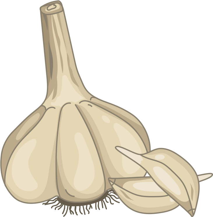 Wholeand Clove Garlic Illustration PNG