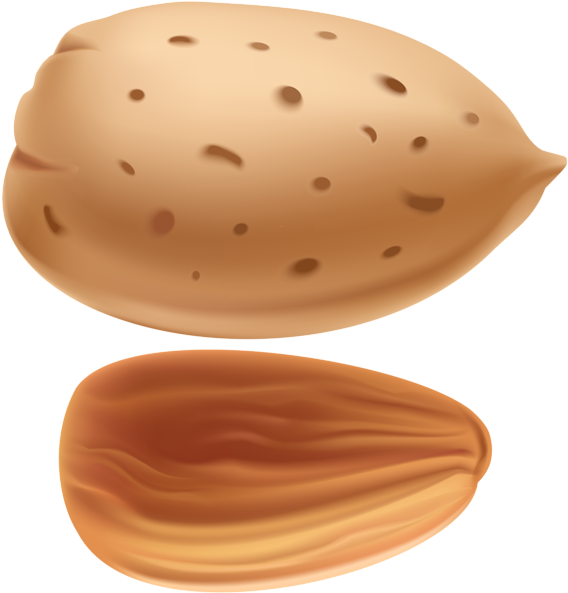 Wholeand Halved Almond Illustration PNG
