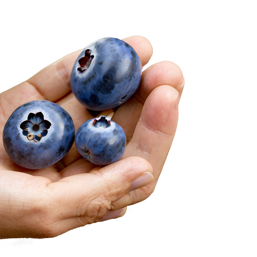 Wholesome Blueberry Handful Png Wwy PNG