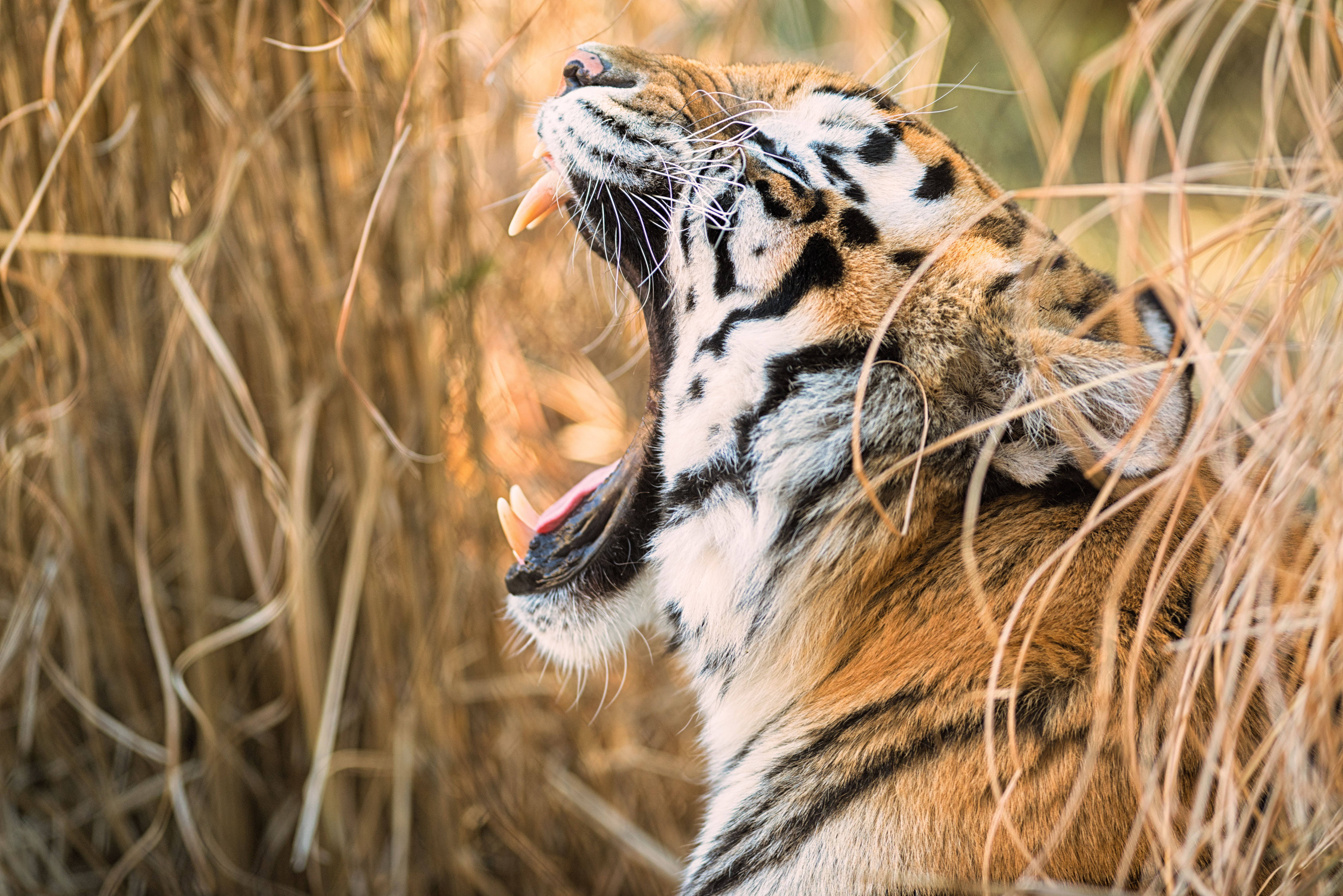 Wide Gaping Mouth 8k Tiger Uhd Background