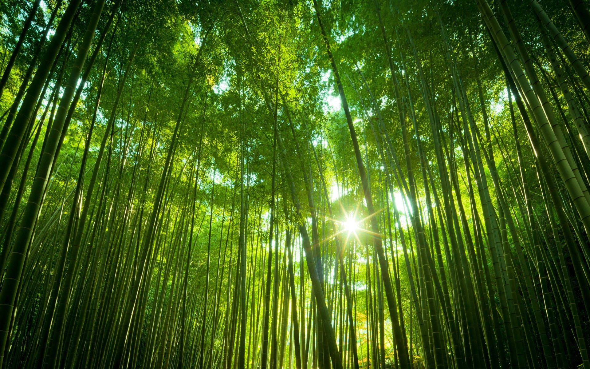 Wide Green Bamboo 4k Forest
