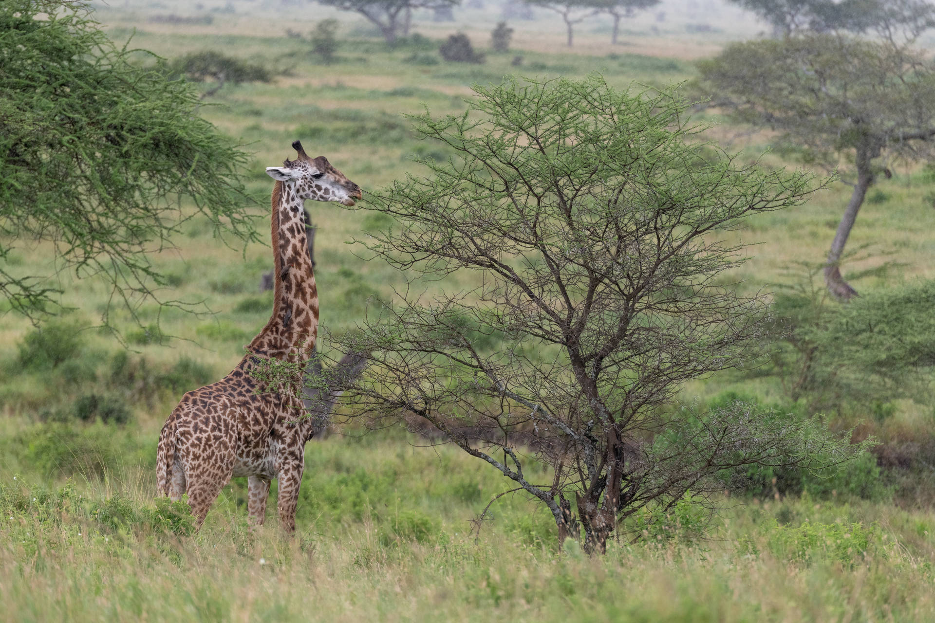 Widescreen Giraffe Photography