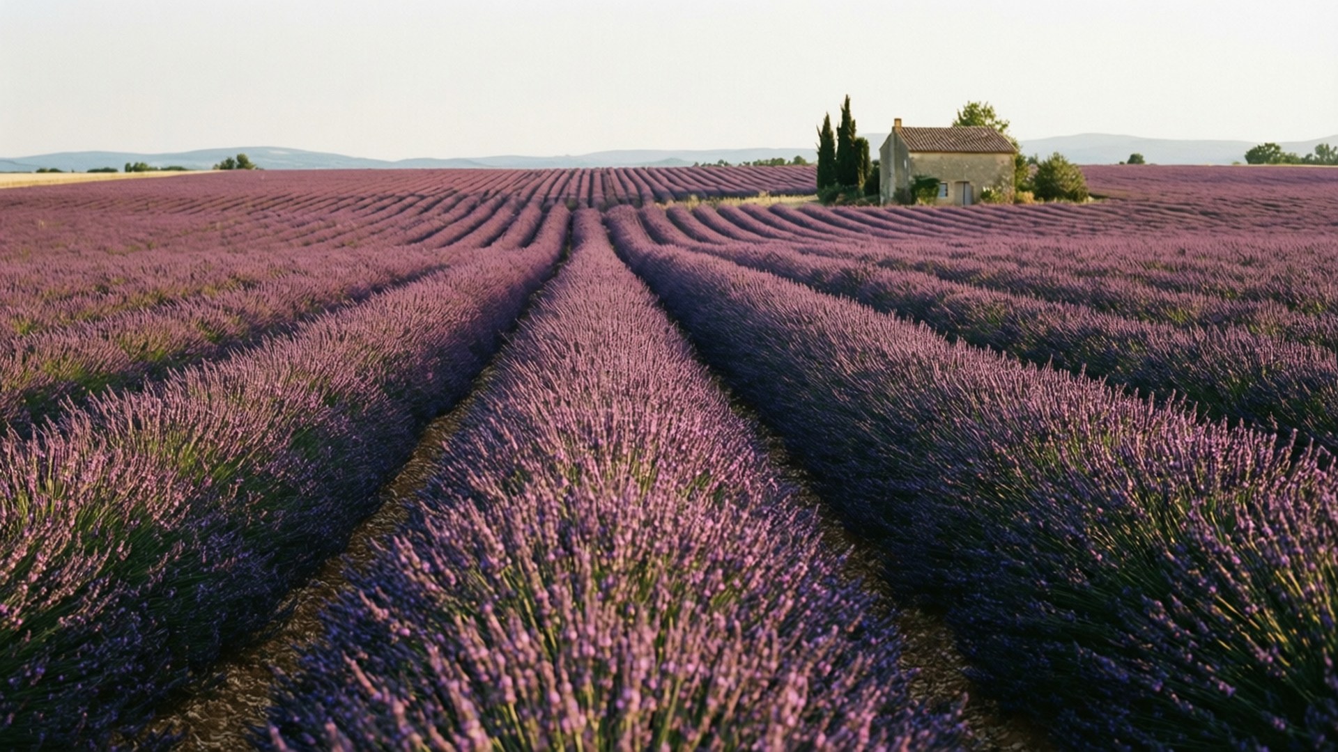 Widescreen Lavender Fields Papéis de Parede