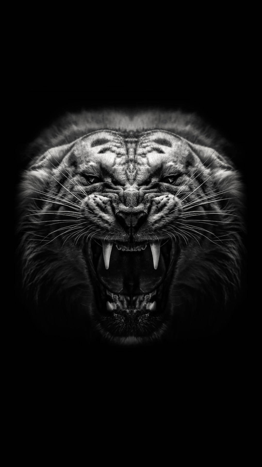 Wild And Angry Black Tiger Background