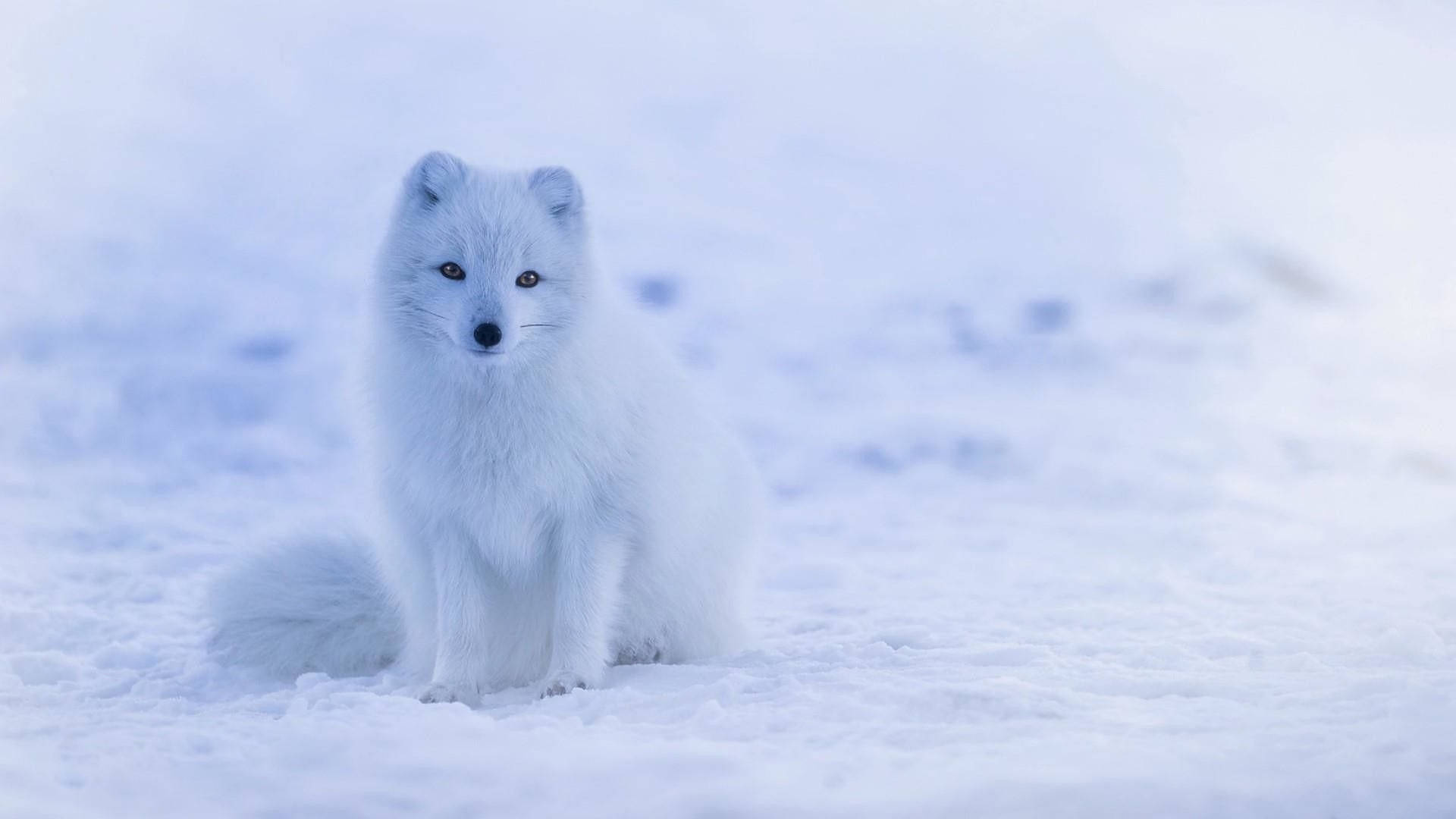 Wild Animal Arctic Fox Wallpaper