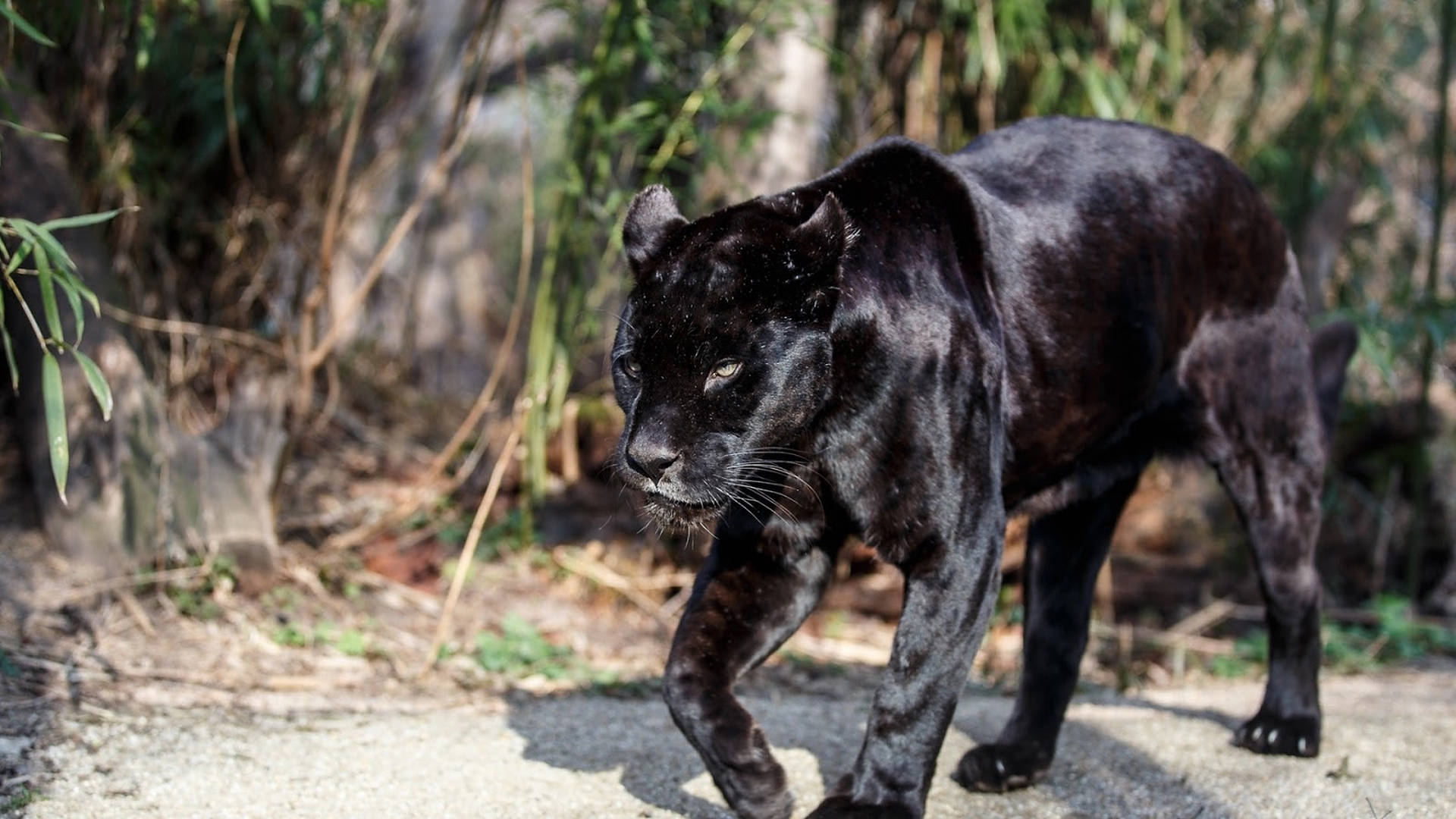 Wild Animal Black Panther Wallpaper