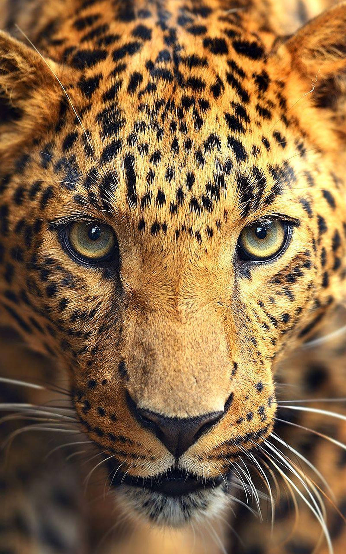 Wild Animal Close-Up Shot Leopard Wallpaper