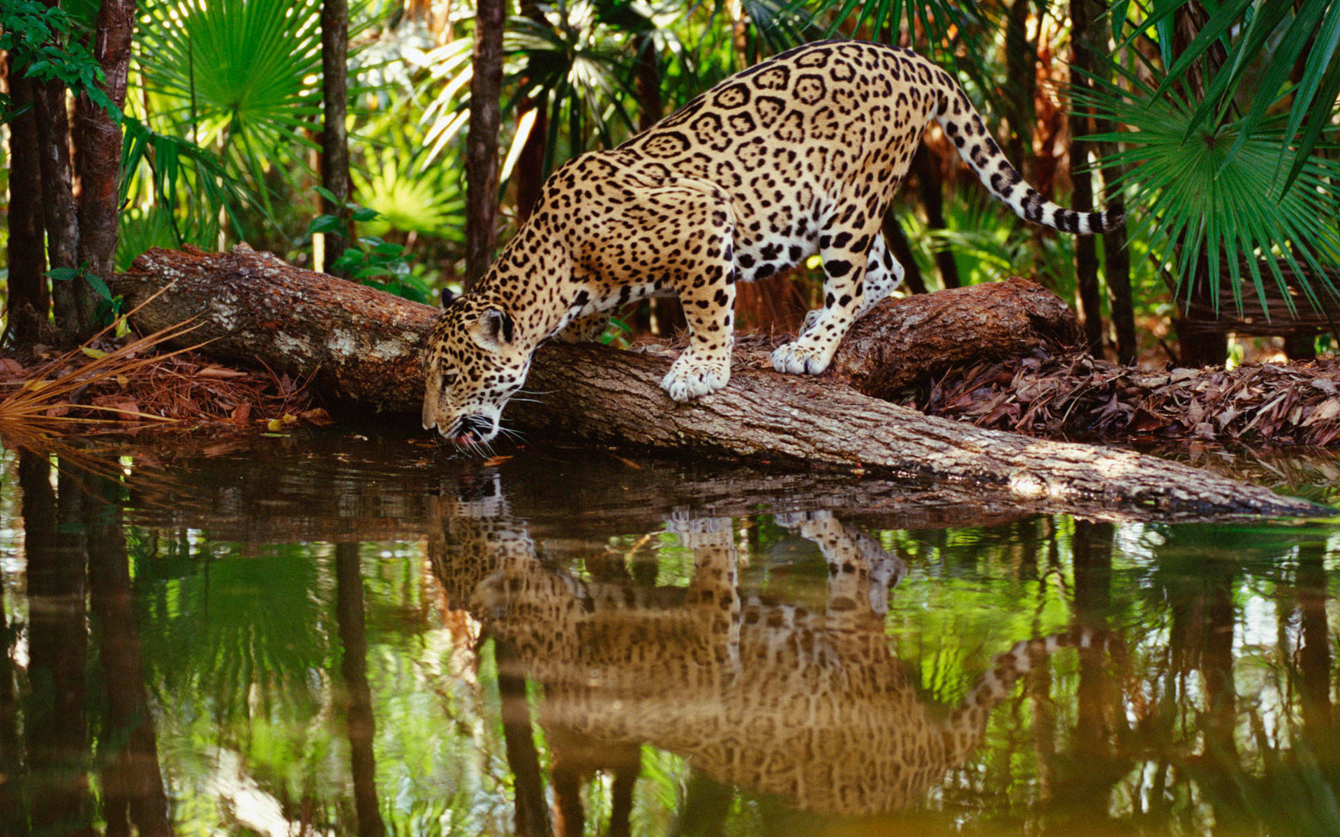 Download Wild Animal Jaguar In A Swamp Wallpaper 