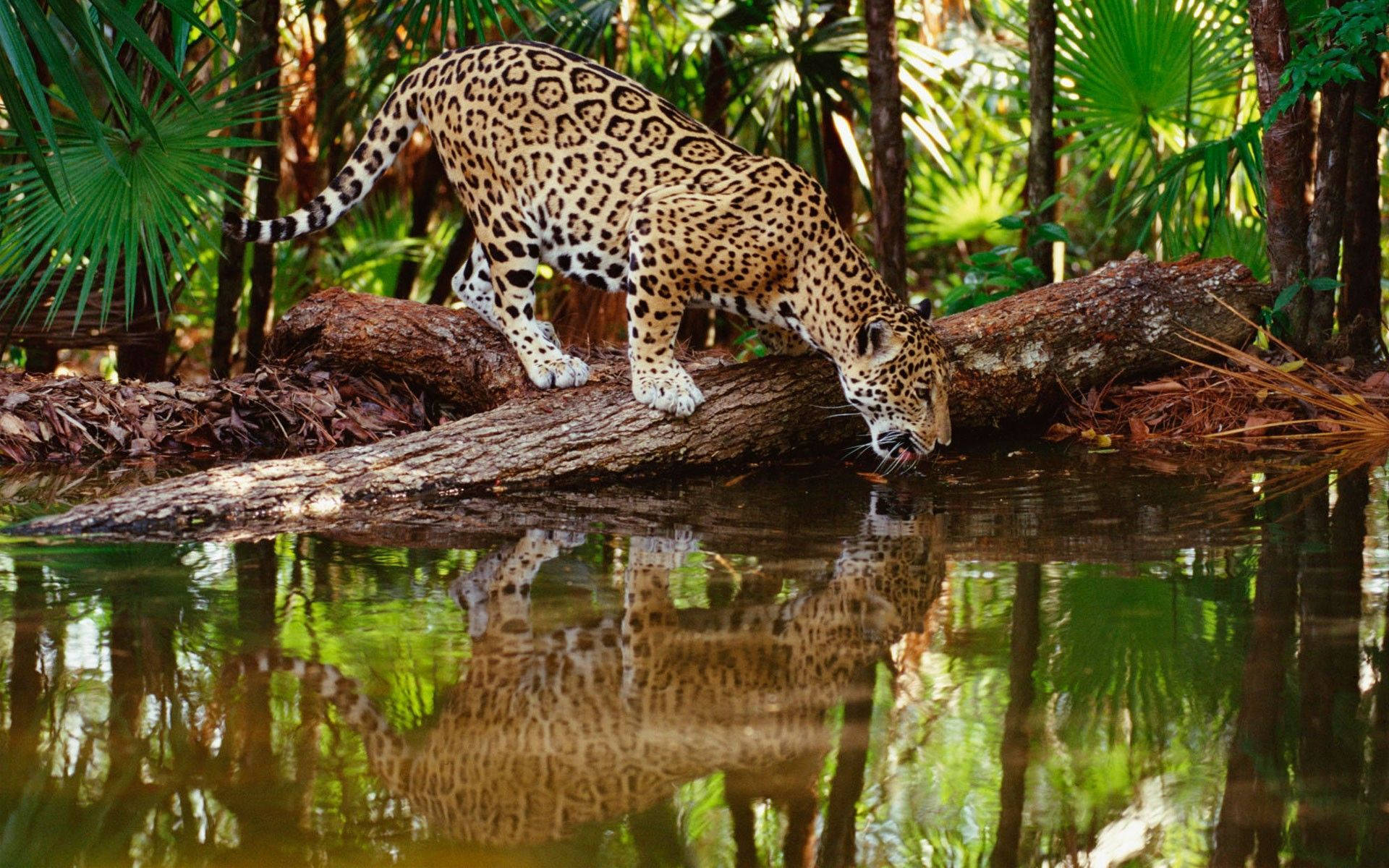 Majestic Leopard Quenching Its Thirst Wallpaper