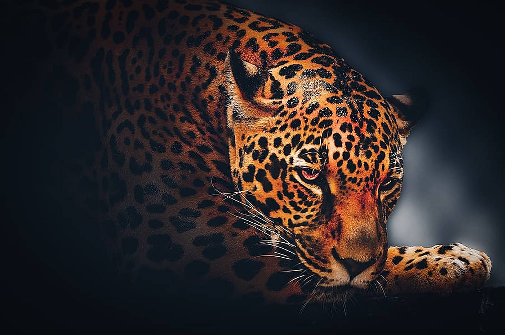Volto Di Leopardo Animale Selvatico Sfondo