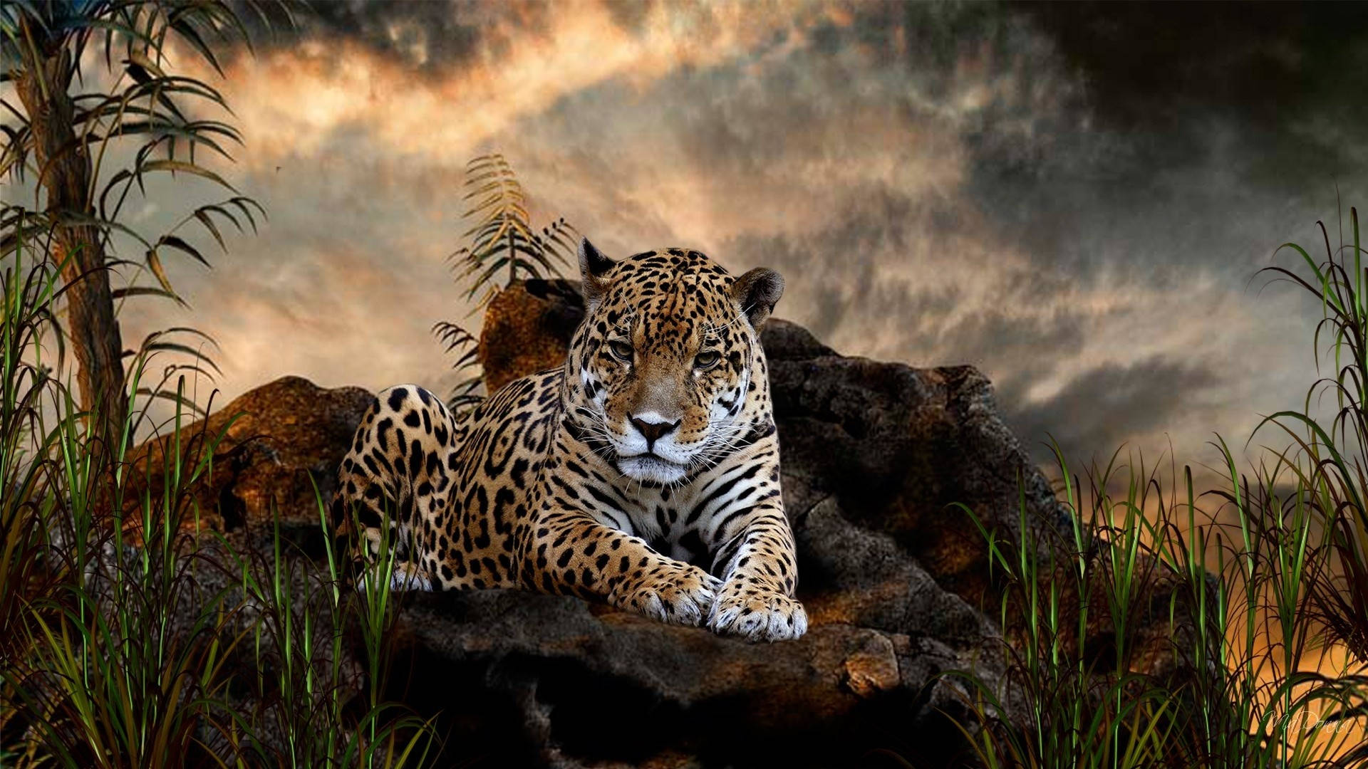 Animalsalvaje Leopardo En La Selva Tropical Fondo de pantalla