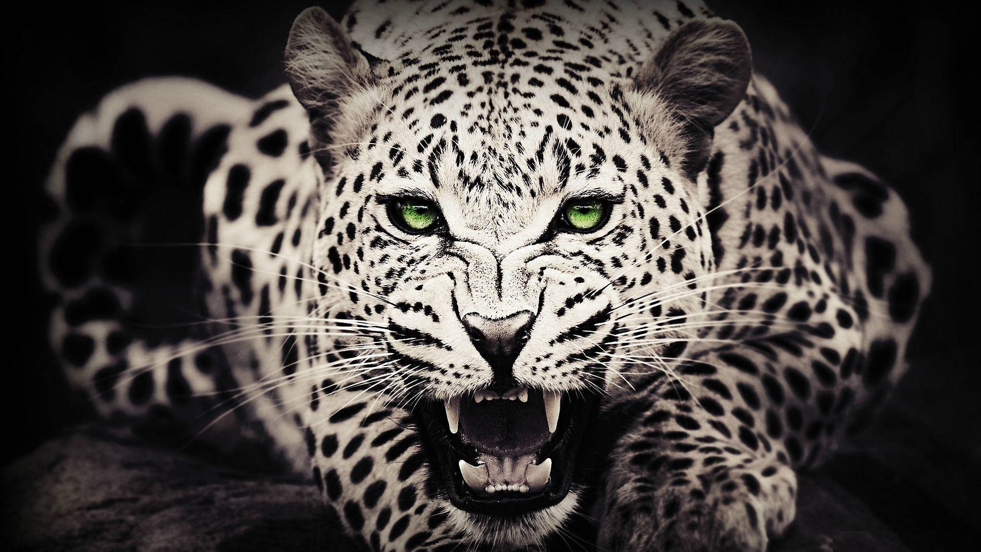 Wild Animal Leopard Monochrome Wallpaper