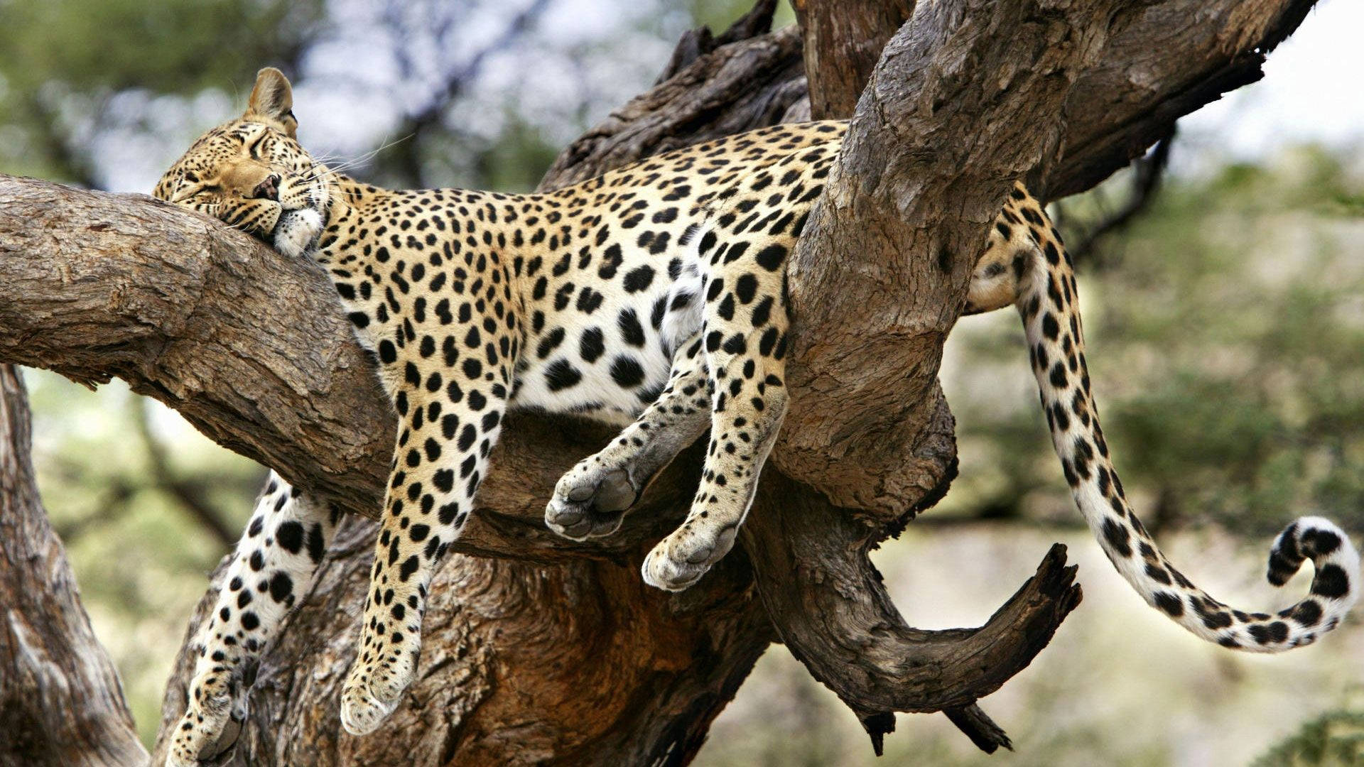 Wild Animal Leopard Sleeping Wallpaper
