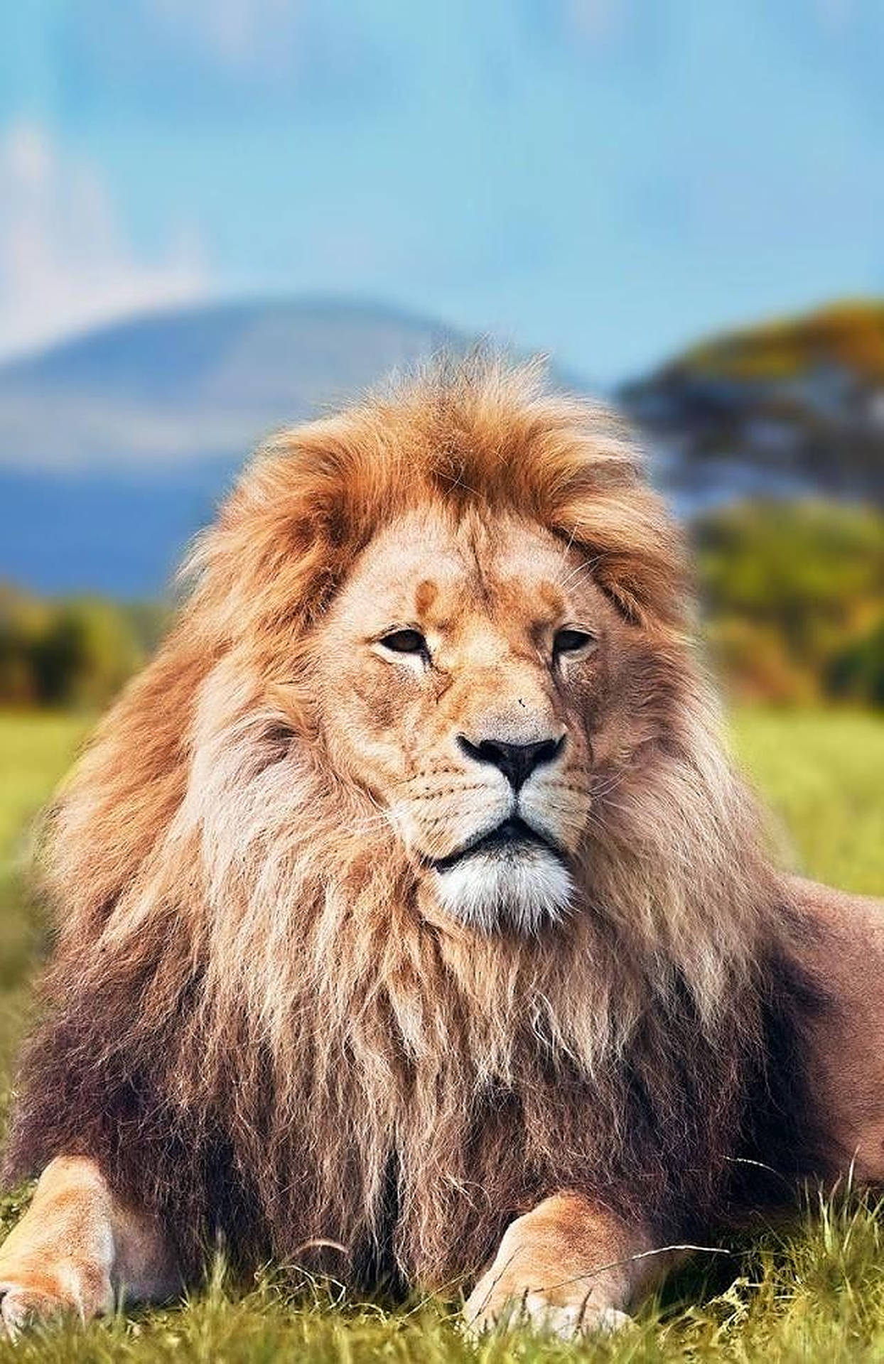 Download Wild Animal Lion Close-up Wallpaper 