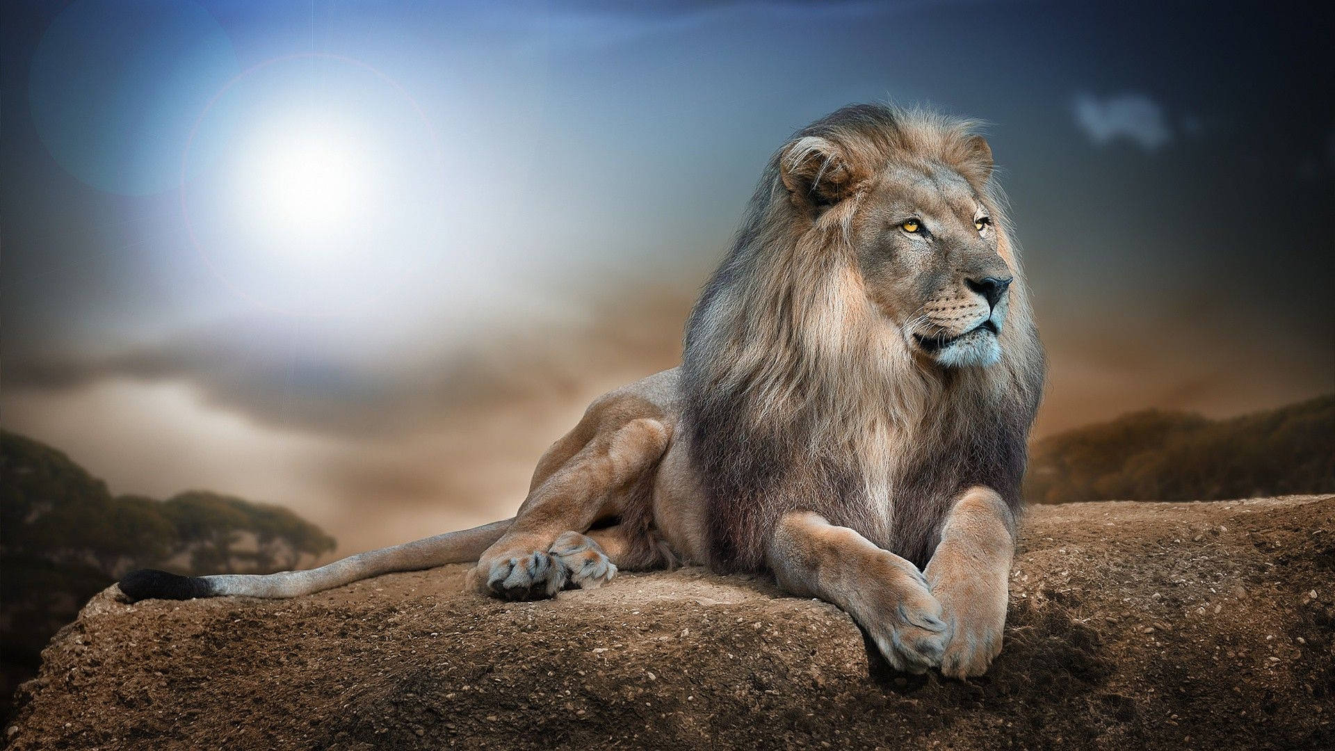 Wild Animal Lion Digital Edit Wallpaper