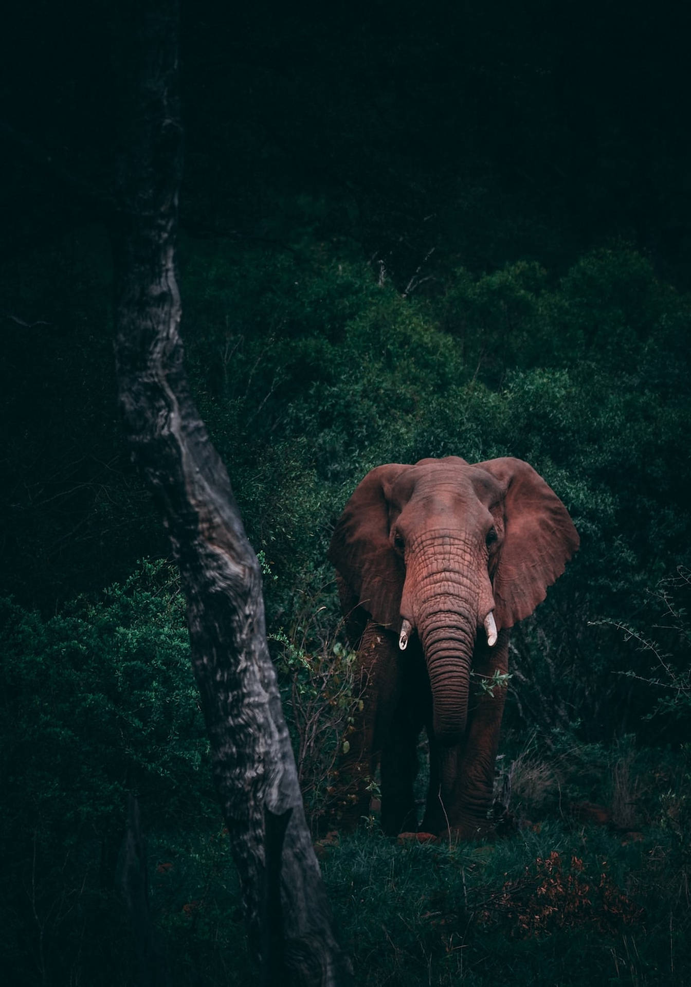 Wild Animal Lone Elephant Wallpaper