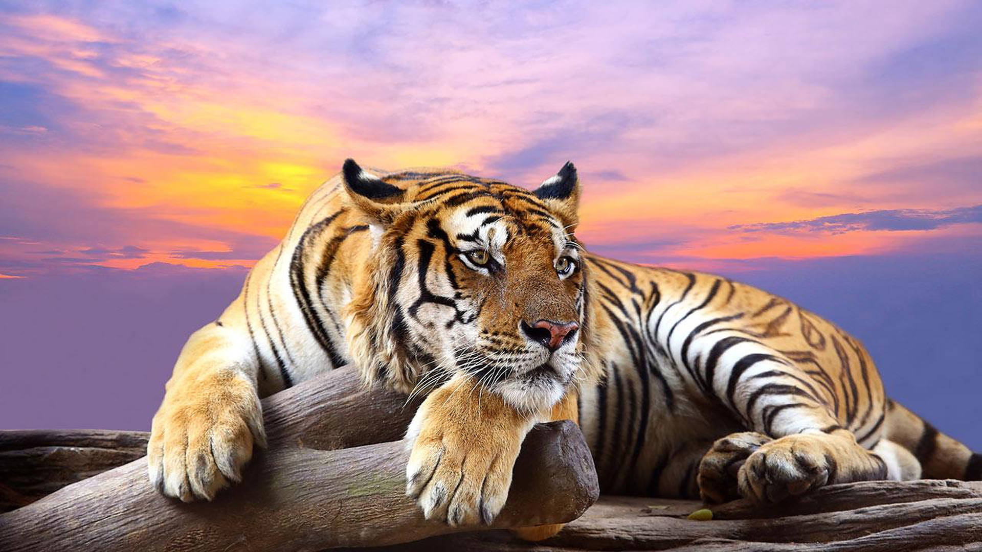 Wild Animal Tiger During Sunset Wallpaper