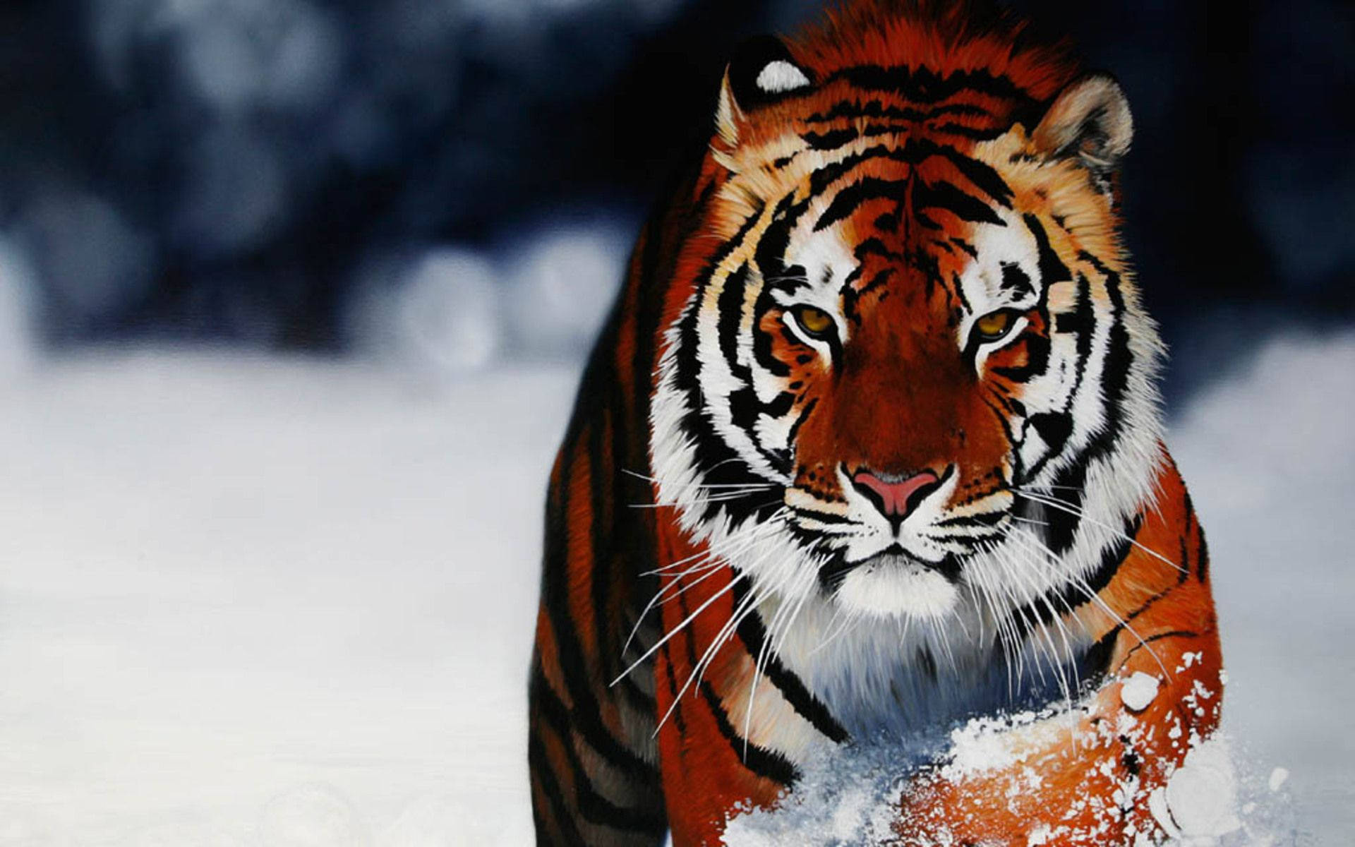 Wild Animal Tiger In Snow Wallpaper