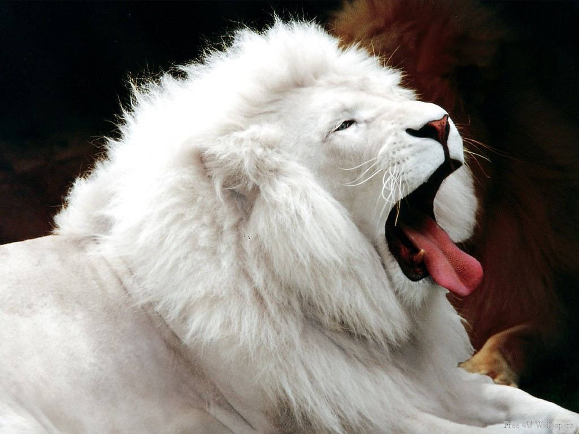 Download Wild Animal White Lion Wallpaper 