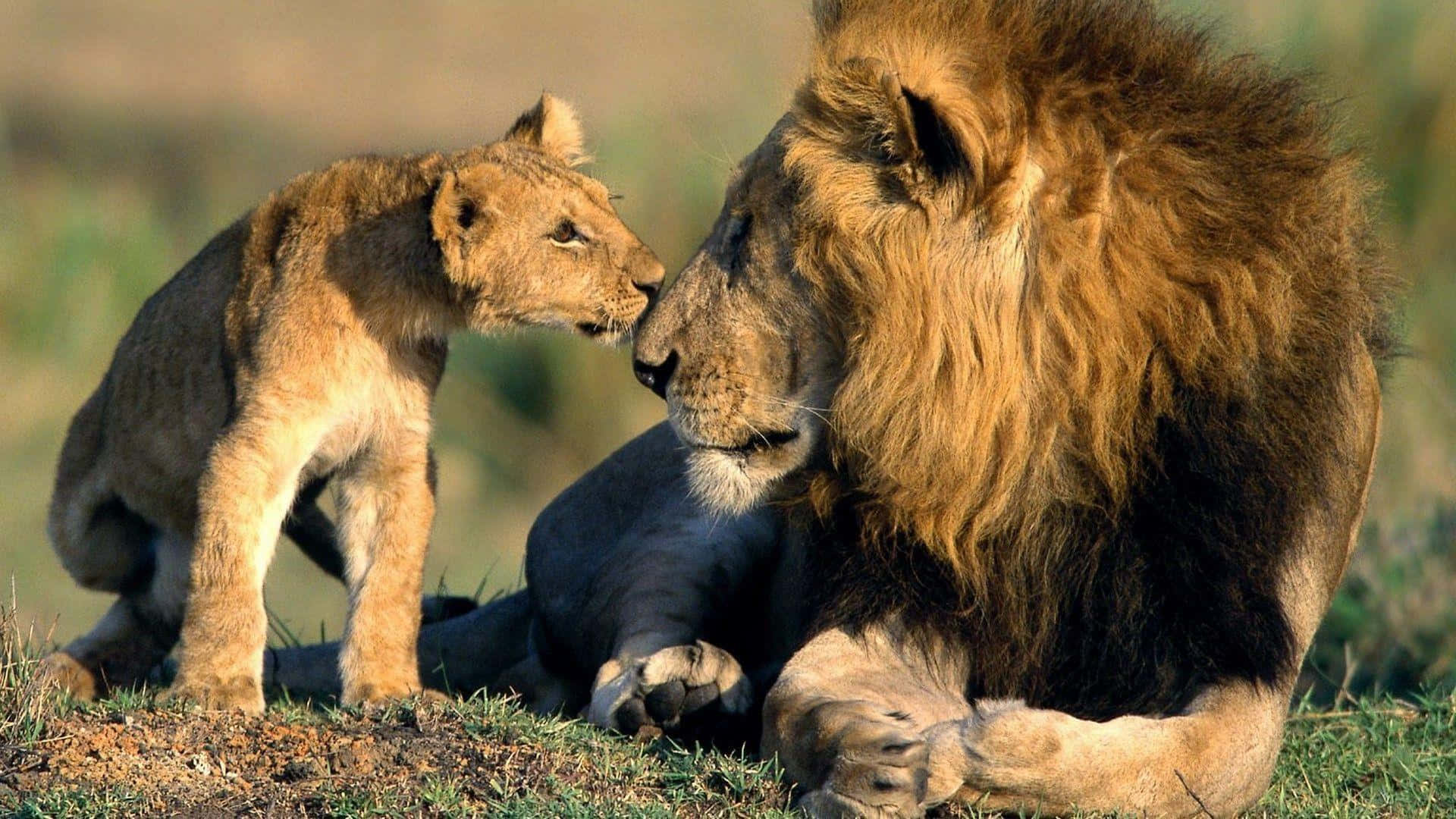 Enflok Løver, Der Nyder En Doven Eftermiddag På Den Afrikanske Savanne.