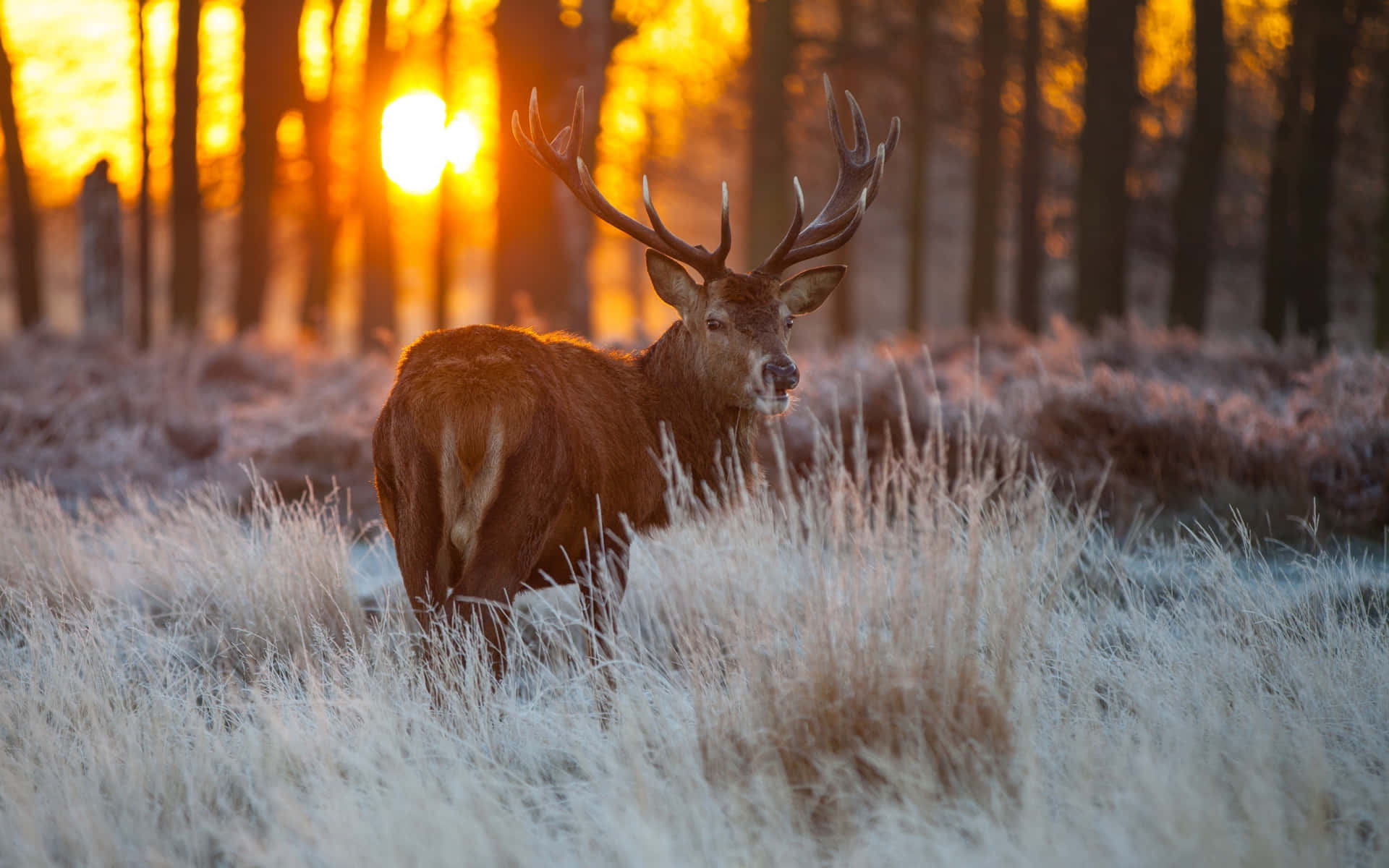 A Deer Stands In The Field At Sunset