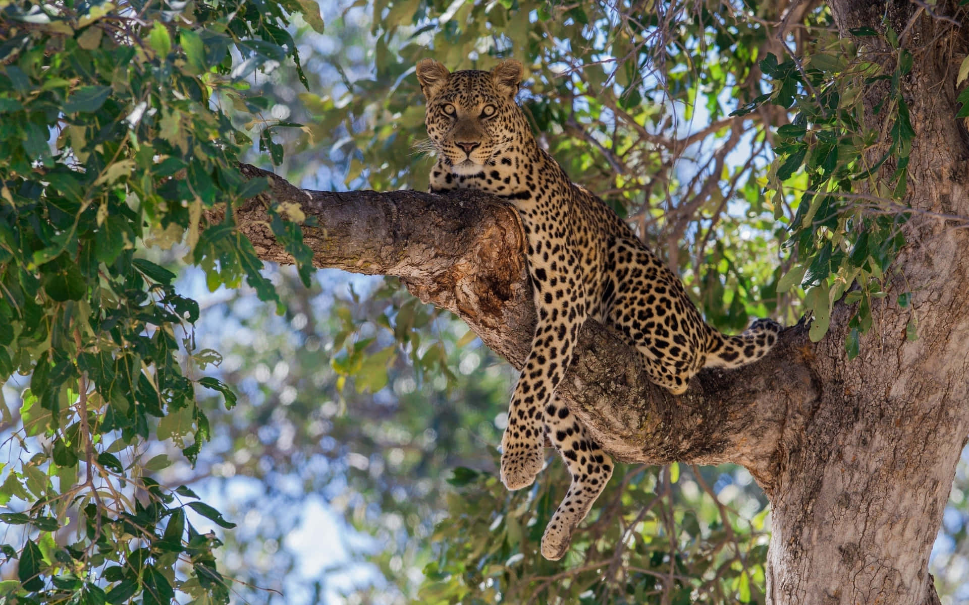 Diemajestätischen Wilden Tiere Der Serengeti