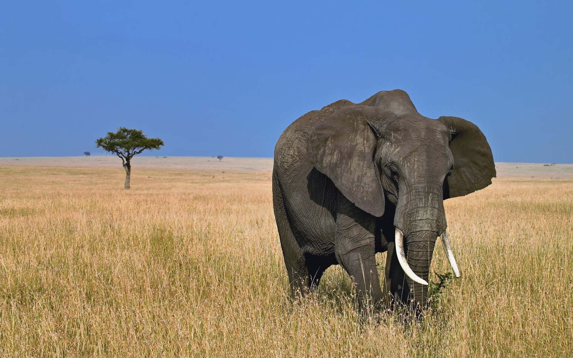 A Large Elephant In The Grass