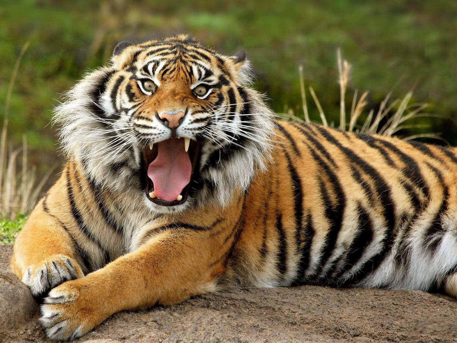A Tiger Laying On A Rock