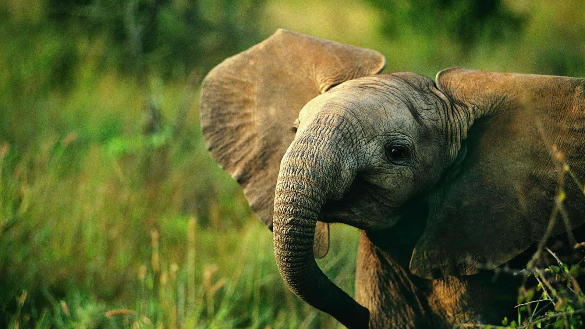 A Baby Elephant Is Standing In The Grass