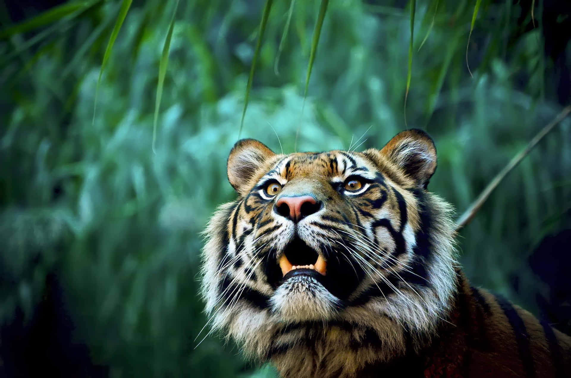 Einehandvoll Wilder Tiere - Majestätische Geschöpfe Der Wildnis