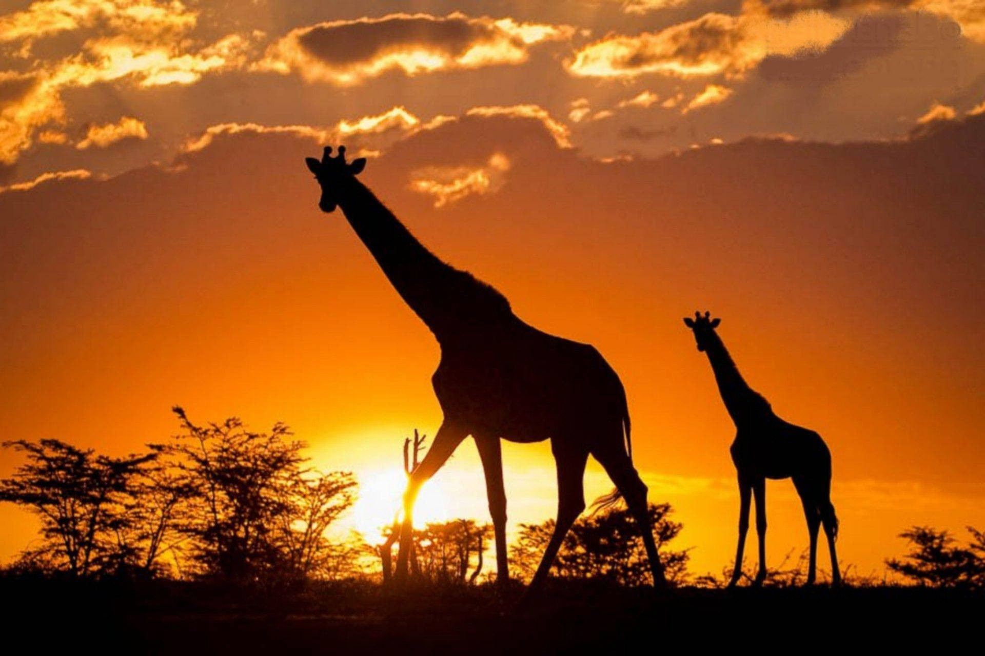 Animalessalvajes En Un Safari En Kenia. Fondo de pantalla