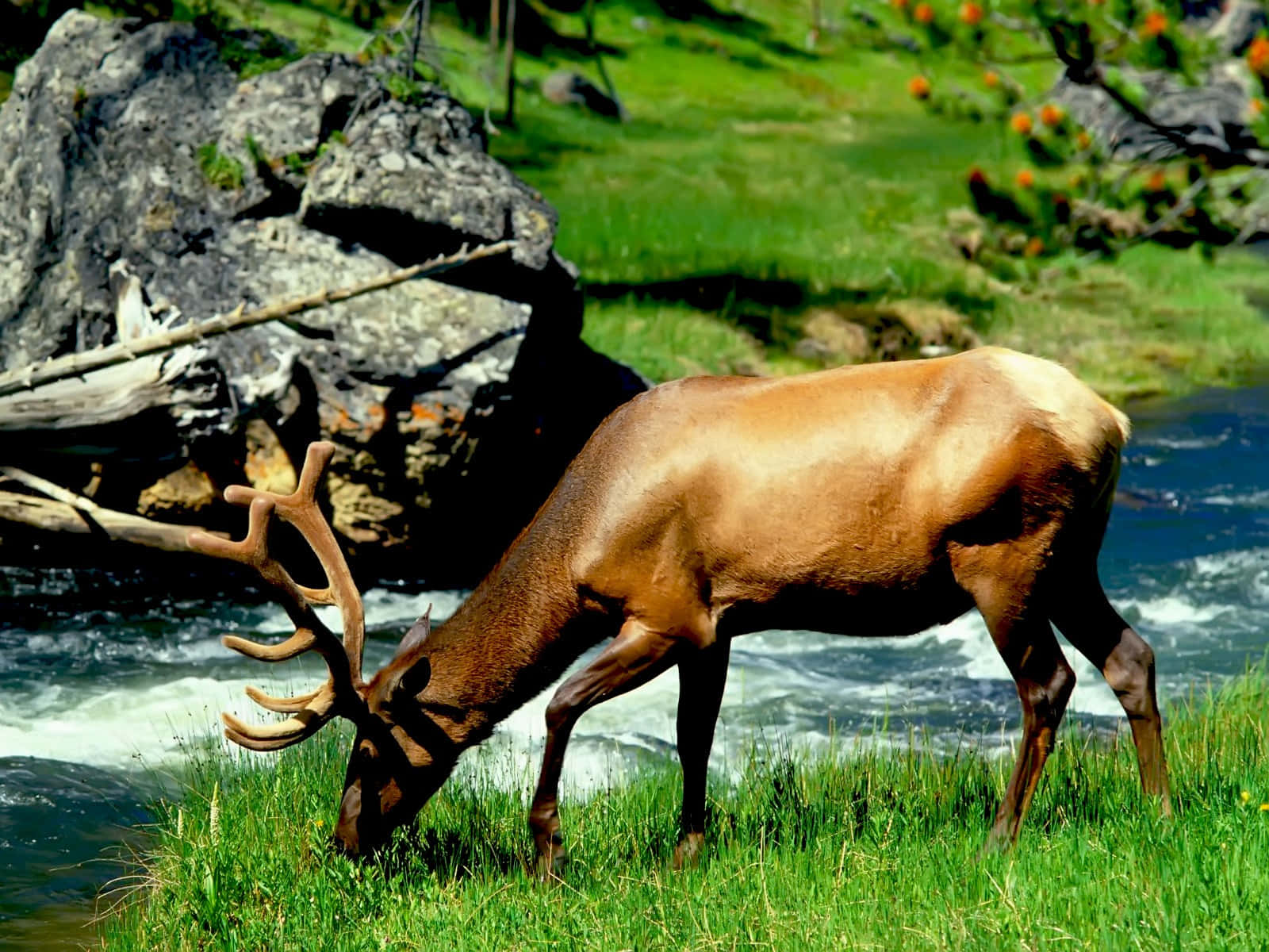 A Large Elk Grazing In The Grass Near A River