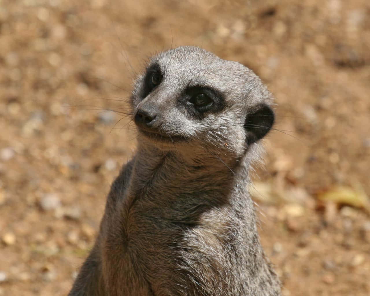 Wild Animals Meerkat Close-up Picture