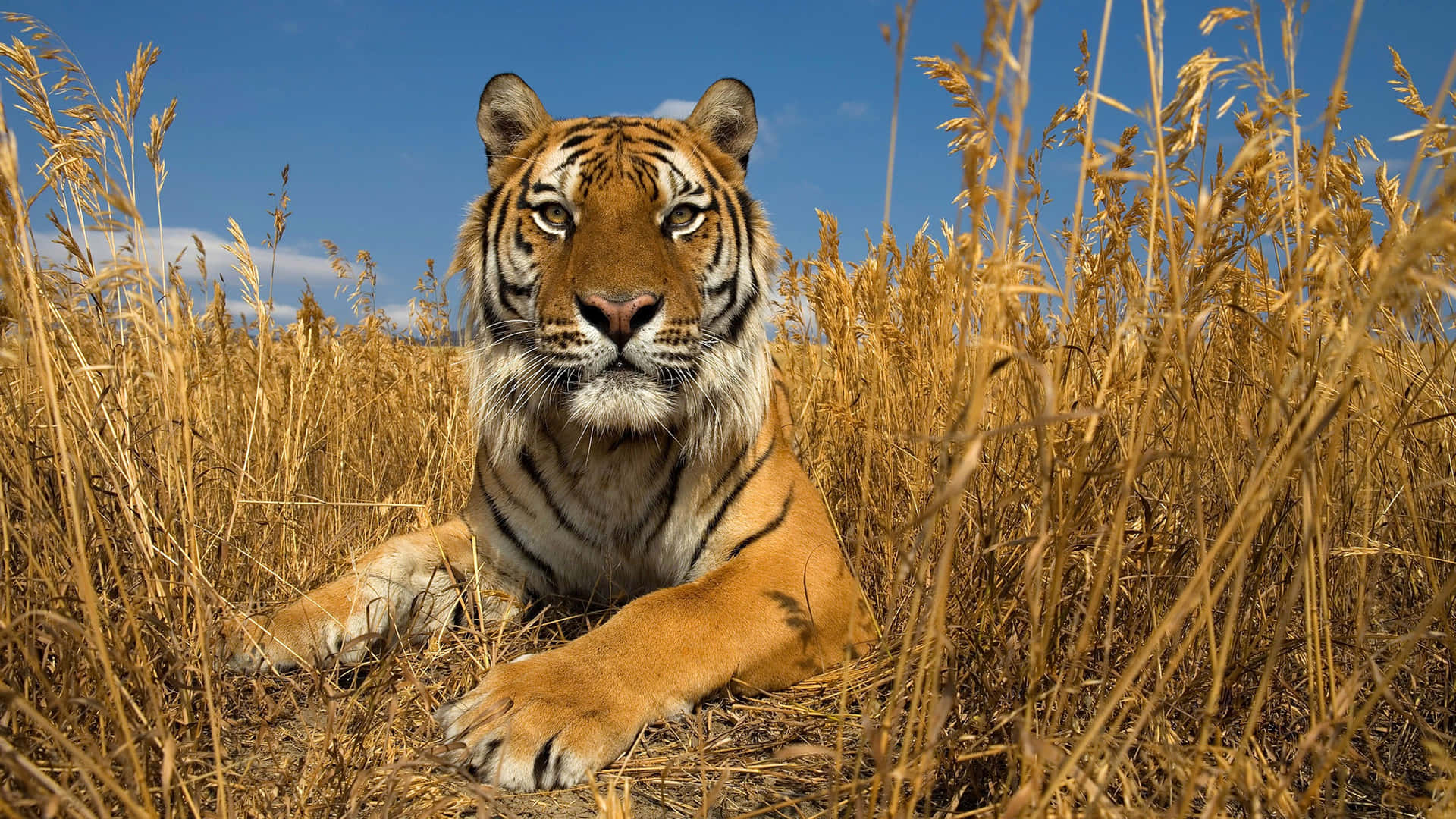 Imagende Animales Salvajes, Tigre En La Hierba Alta