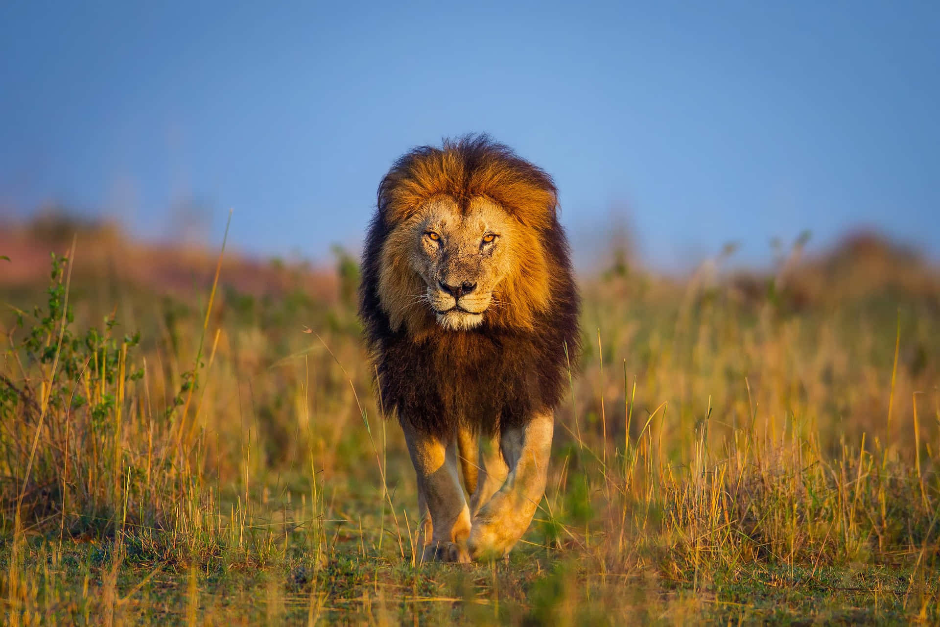 Wild Animals Lion Walking On Grass Picture