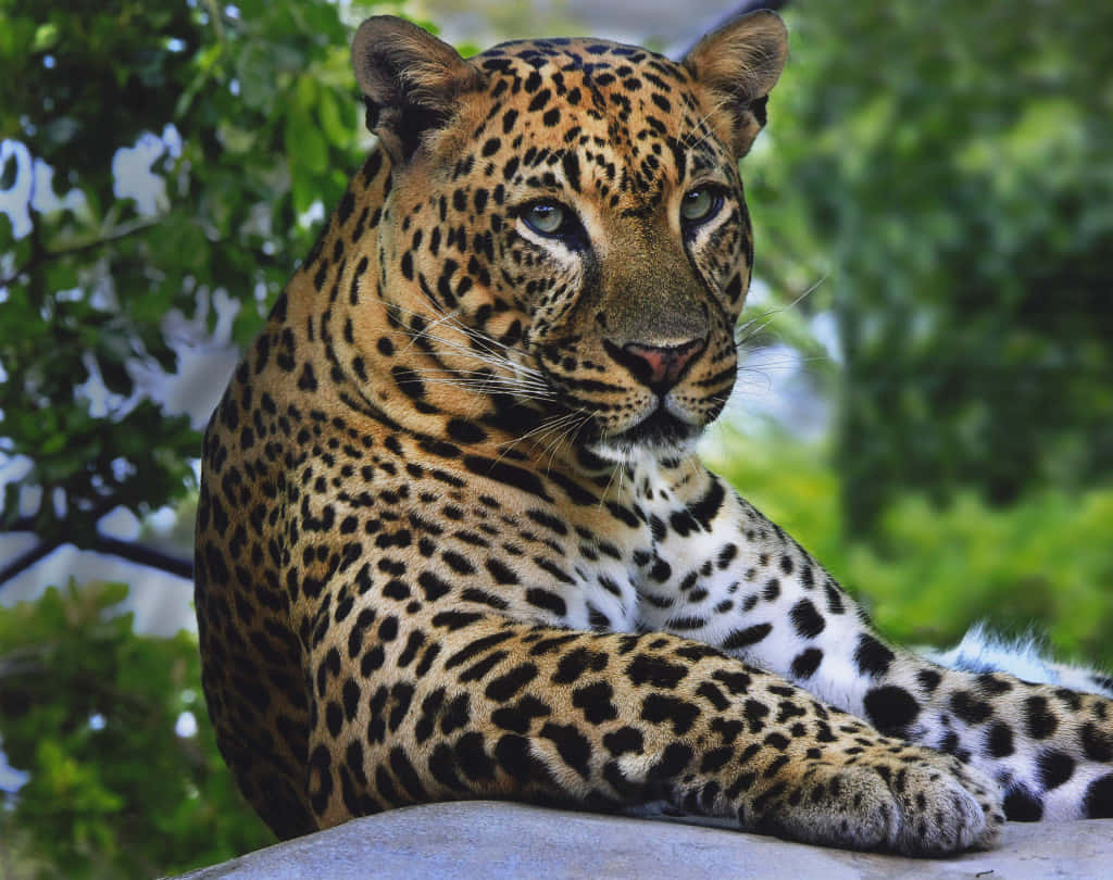 Wildetiere Leopard Bild Mit Schwarzen Und Gelben Flecken.