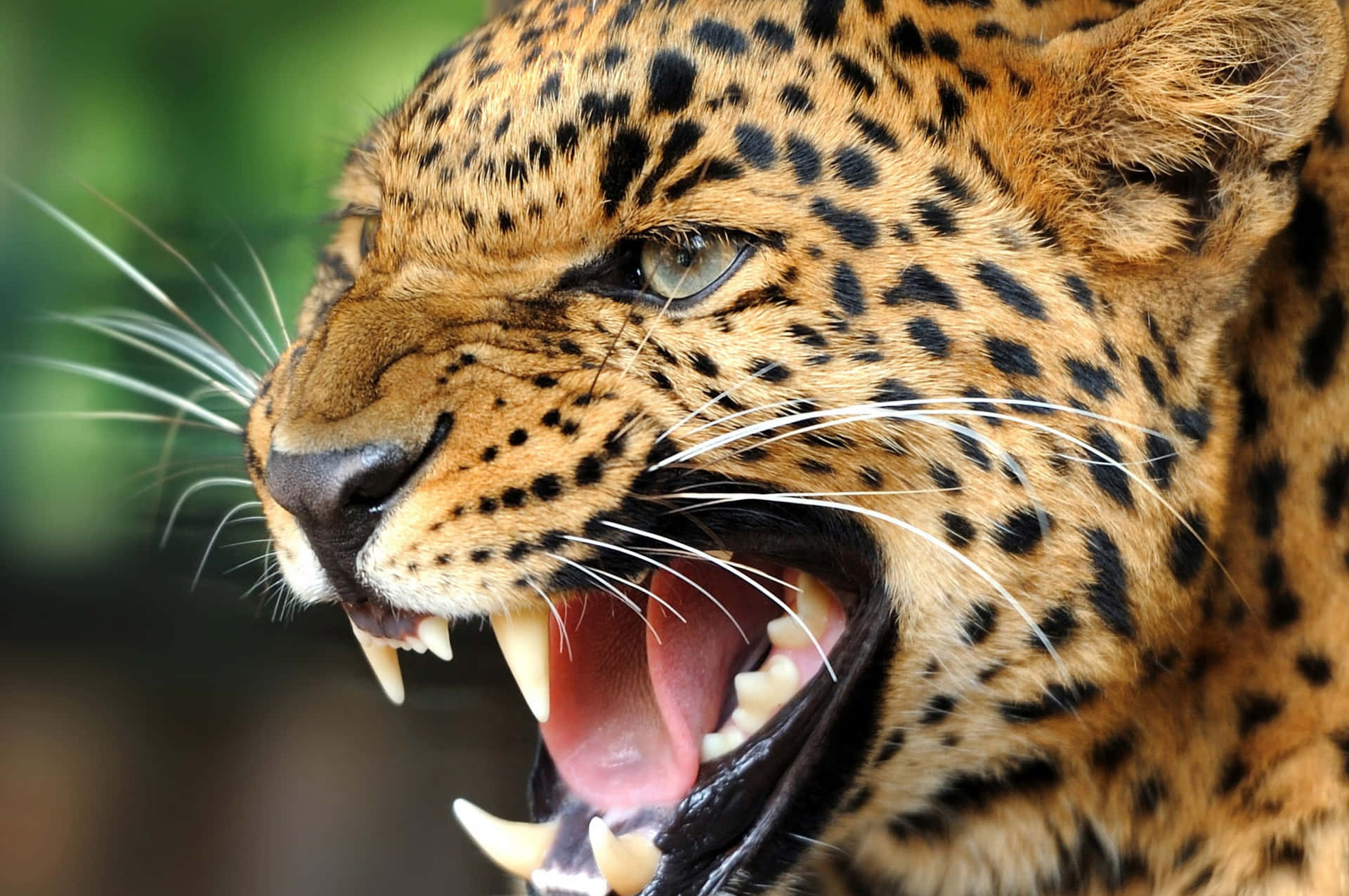 Wildtiereleopard Beim Brüllen Auf Einem Bild