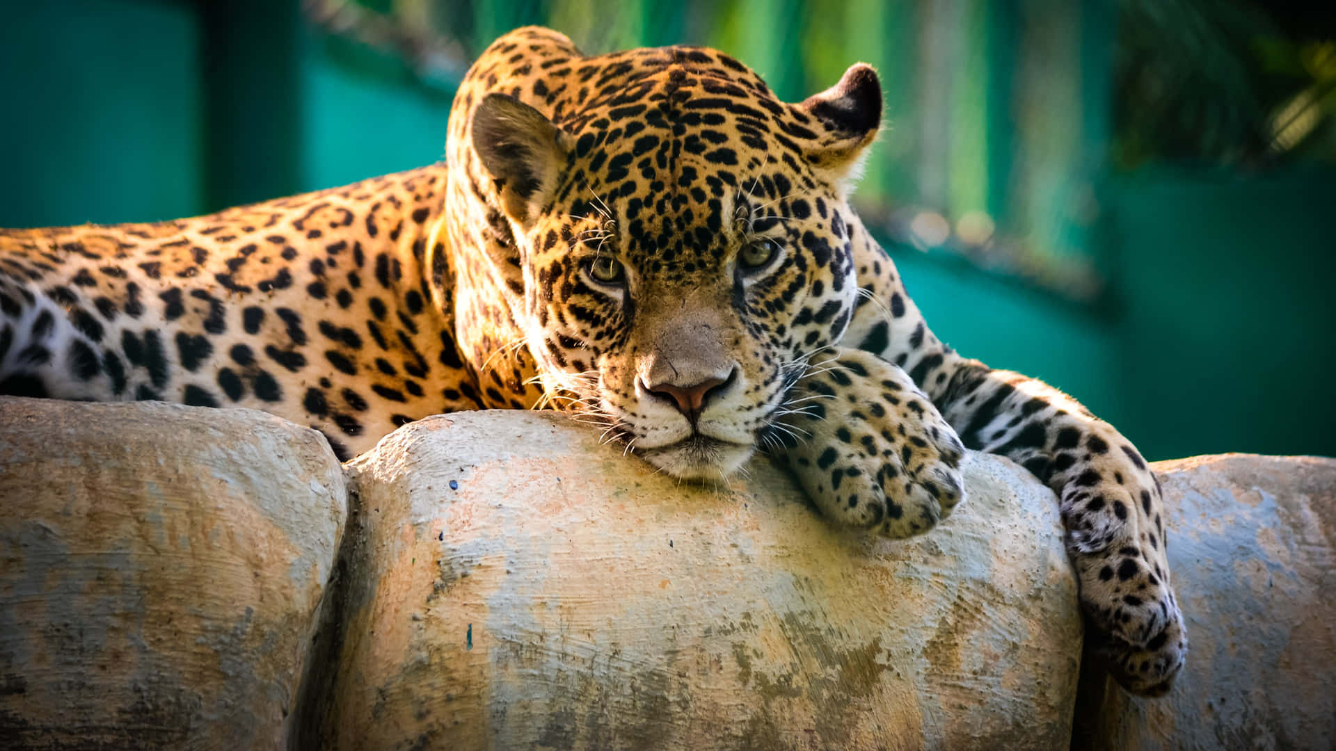 Bildvon Wilden Tieren: Jaguar Auf Felsen