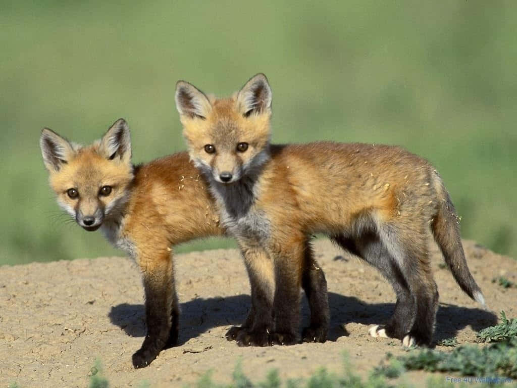 Vildadjur - Bild På Baby-rävar.