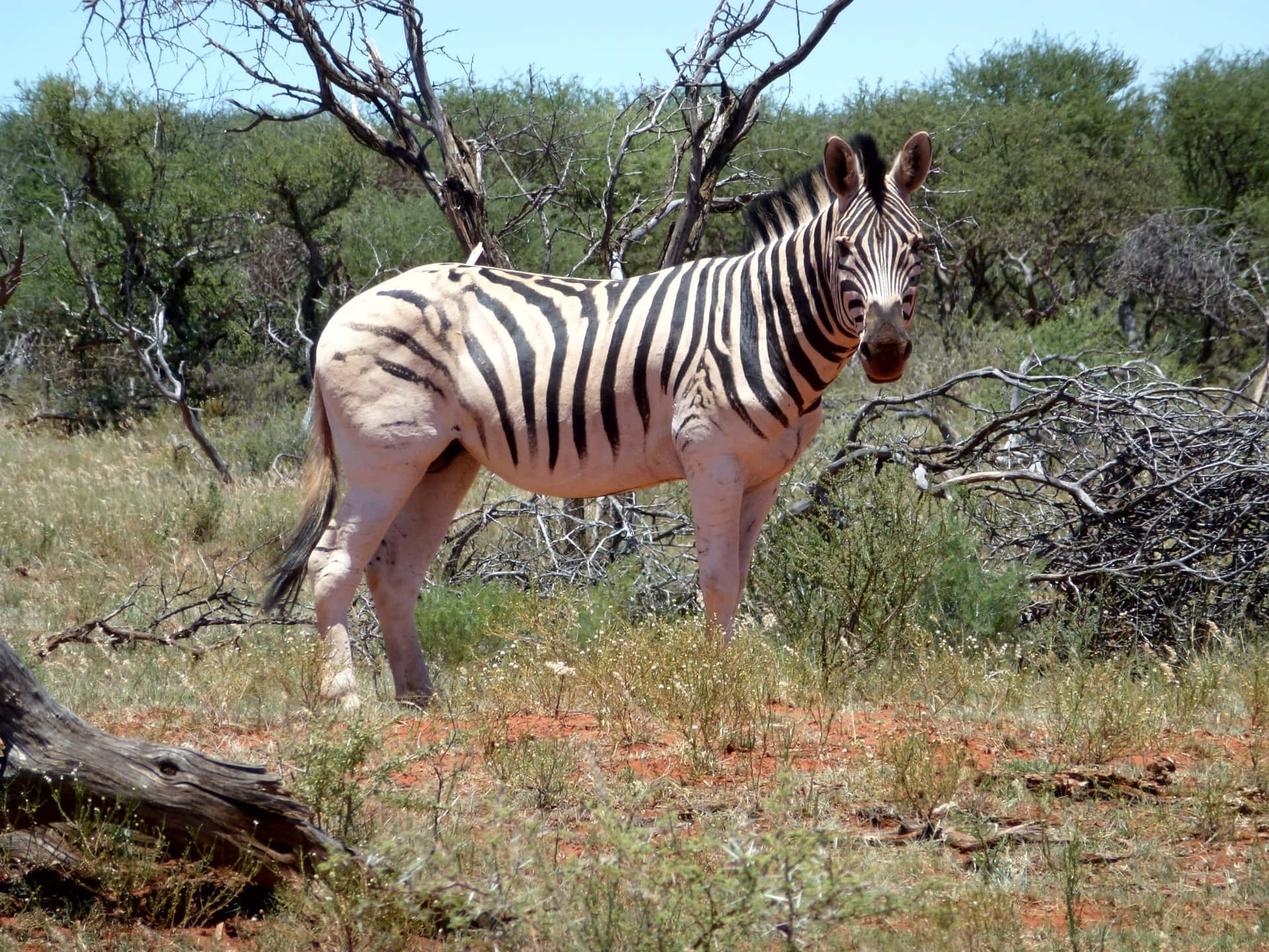 Immaginedi Un'animale Selvatico: Una Zebra In Piedi Sull'erba