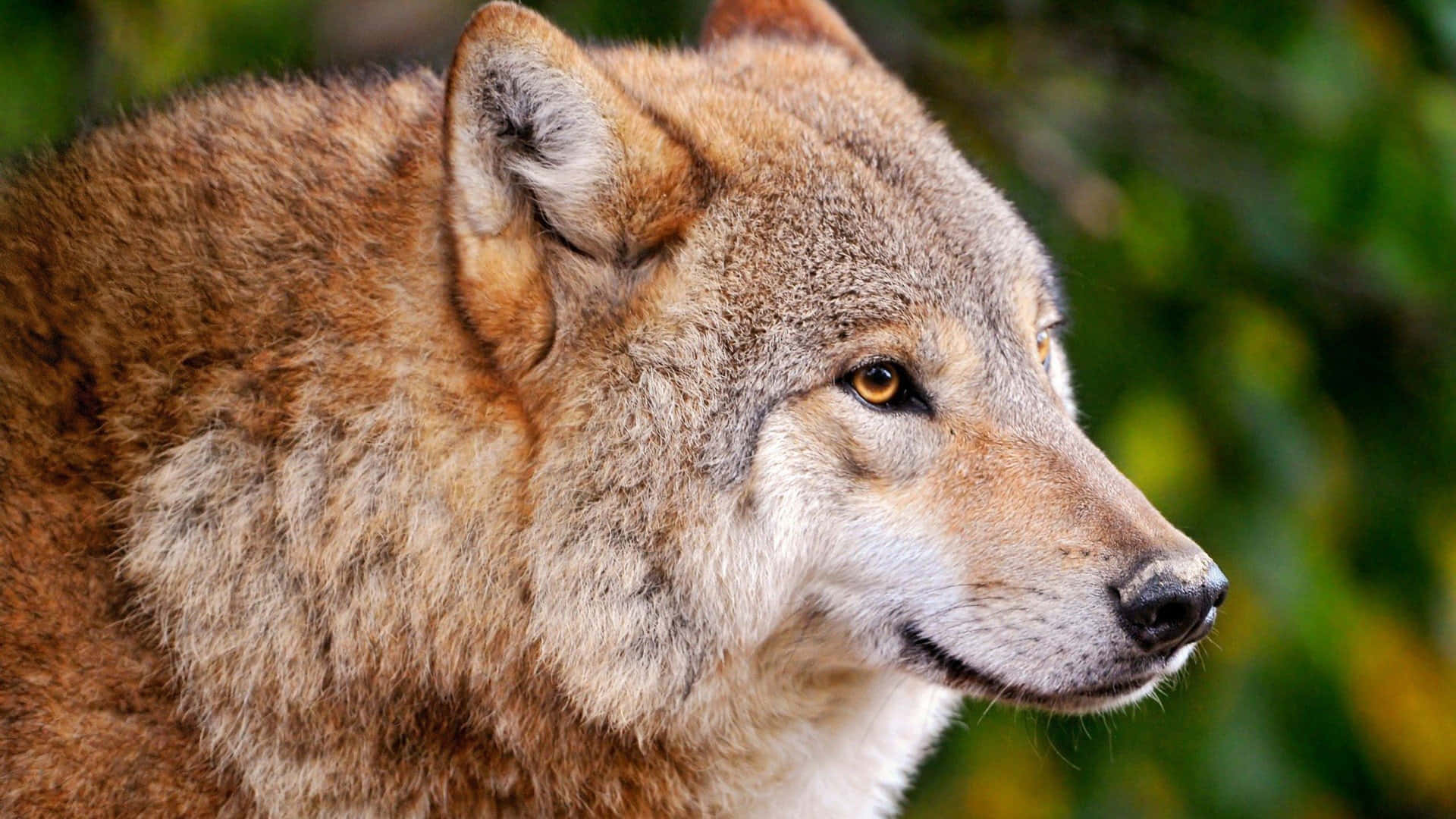 Immagineravvicinata Di Un Gray Fox, Animale Selvatico
