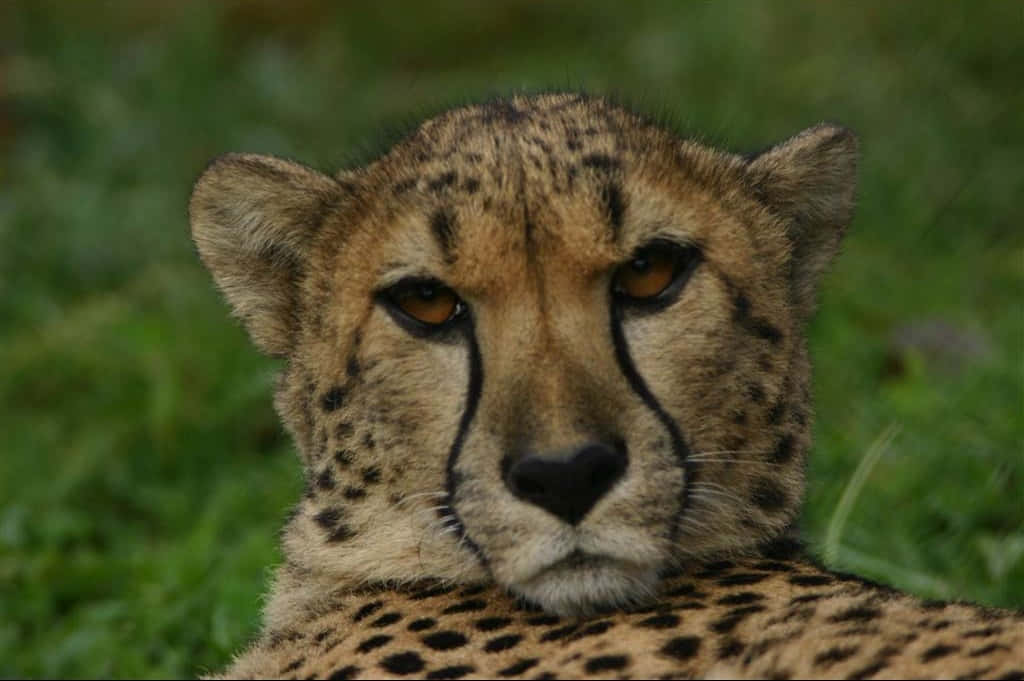Imagende Un Cheetah De Animales Salvajes De Primer Plano En La Hierba.