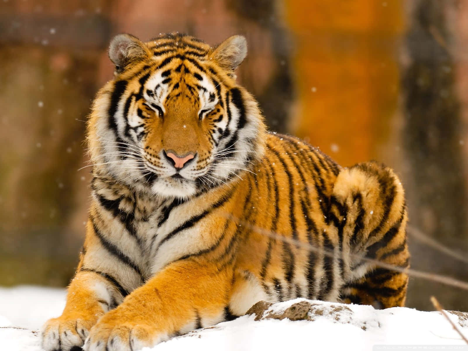 Vildtdyr Tiger På Hvid Sne Billede.