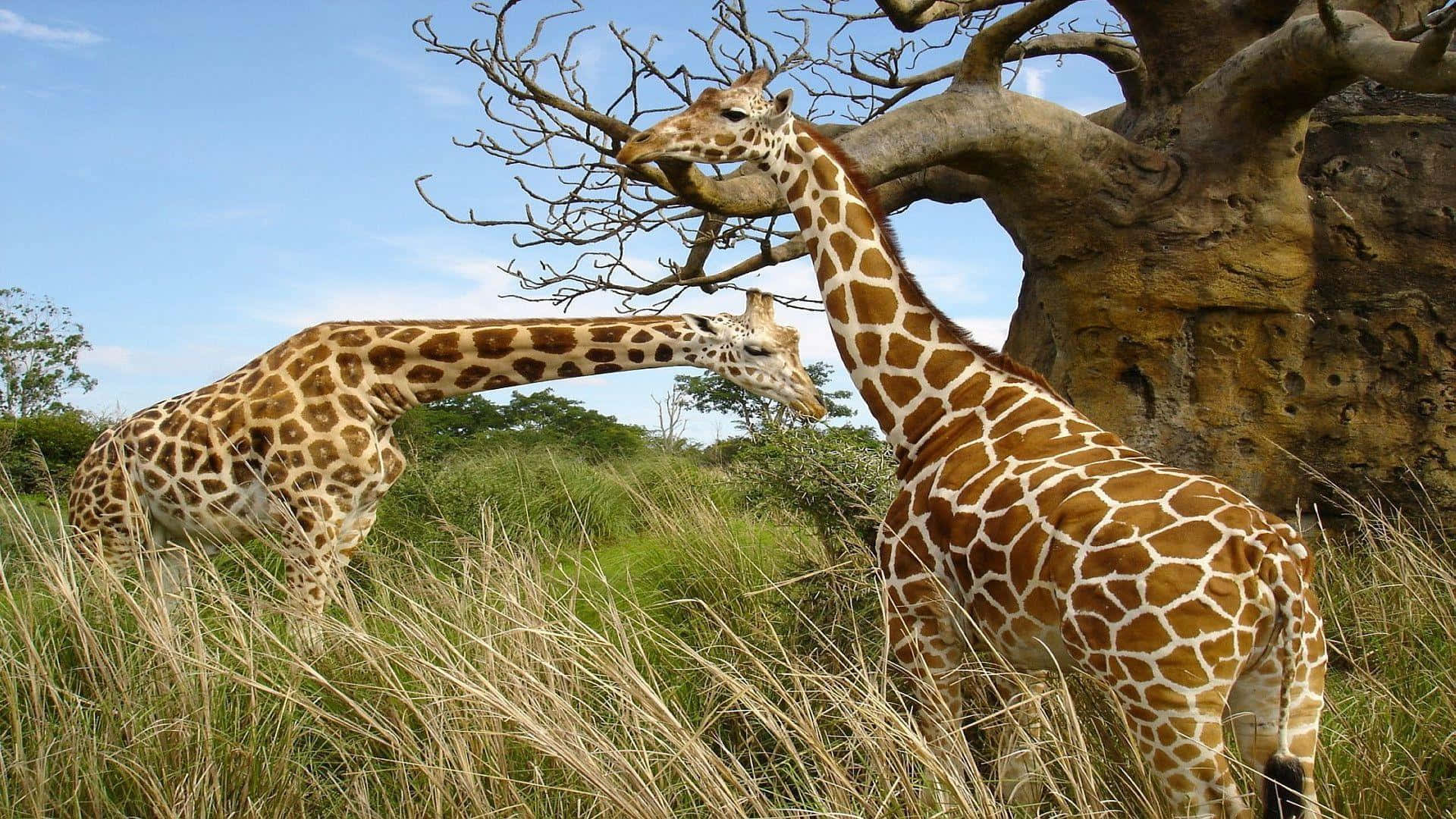 Immaginedi Animali Selvatici: Giraffa In Piedi Sull'erba Vicino A Un Albero.