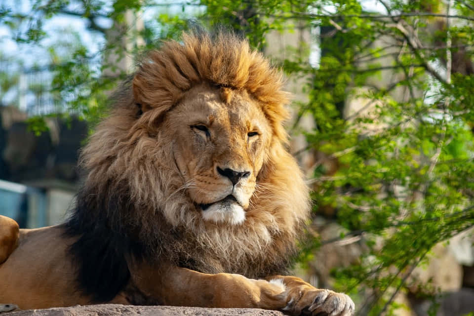 Vildadjur- Lejon Med Träd Bild