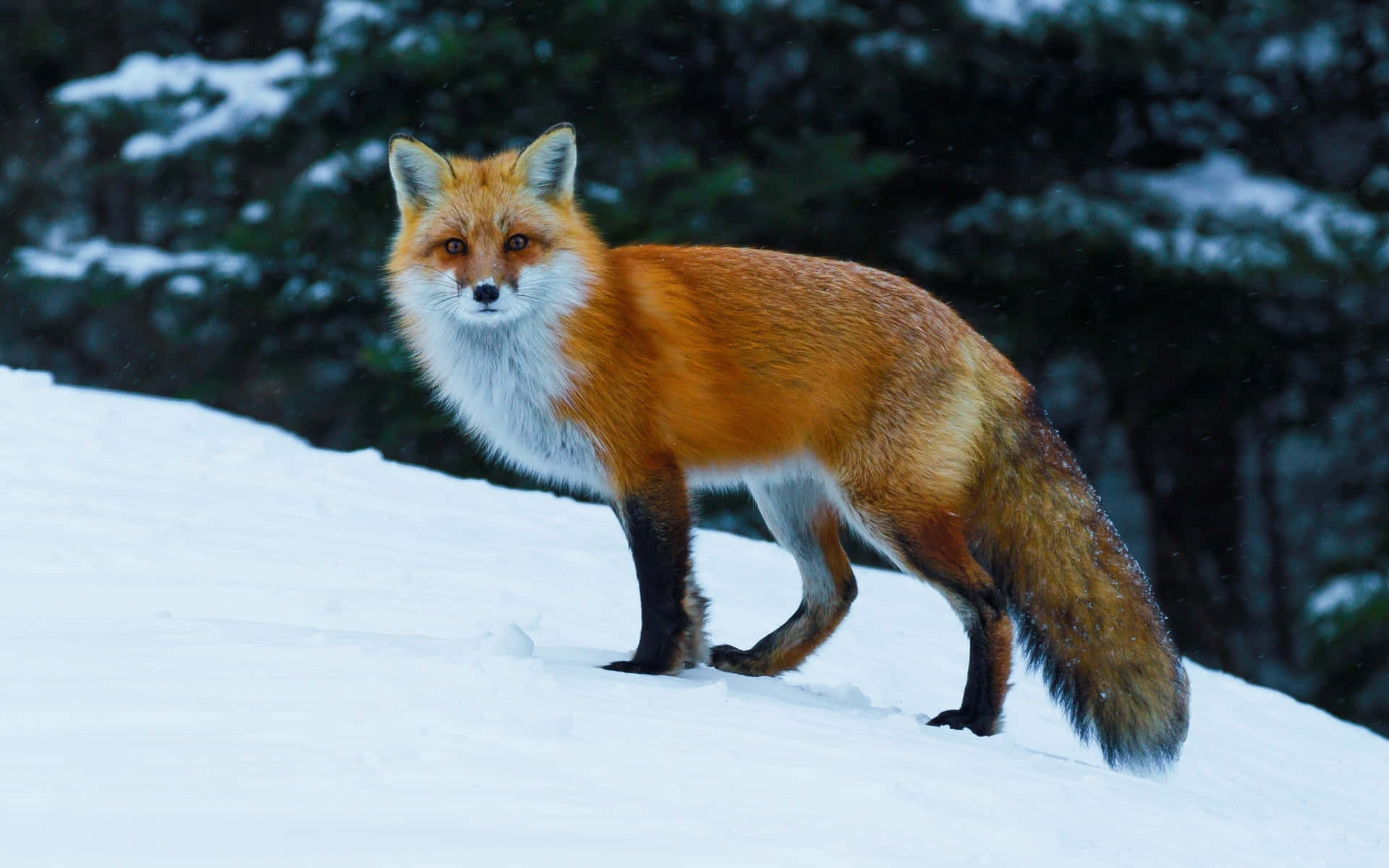 Bildmit Wilden Tieren: Rotfuchs Im Schnee